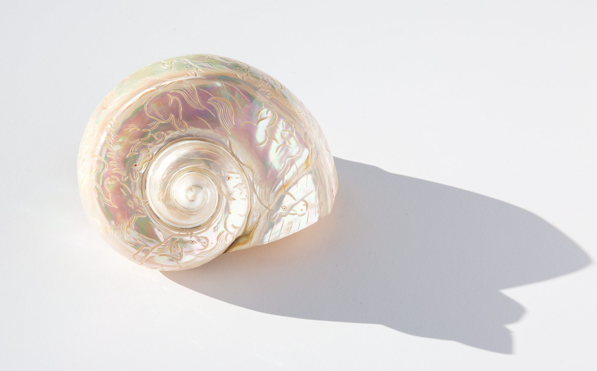 Iridescent Engraved Turbo Marmoratus Shell