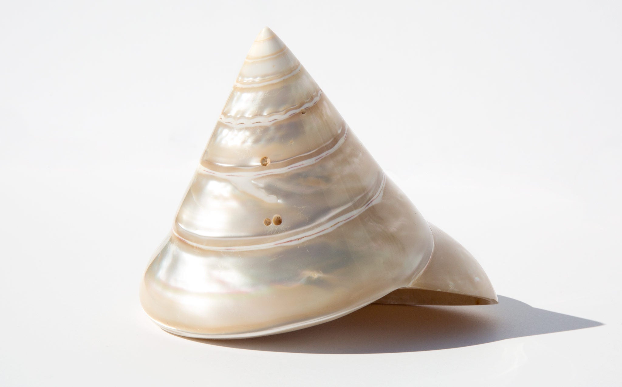 Pearl Trochus Niloticus Shell