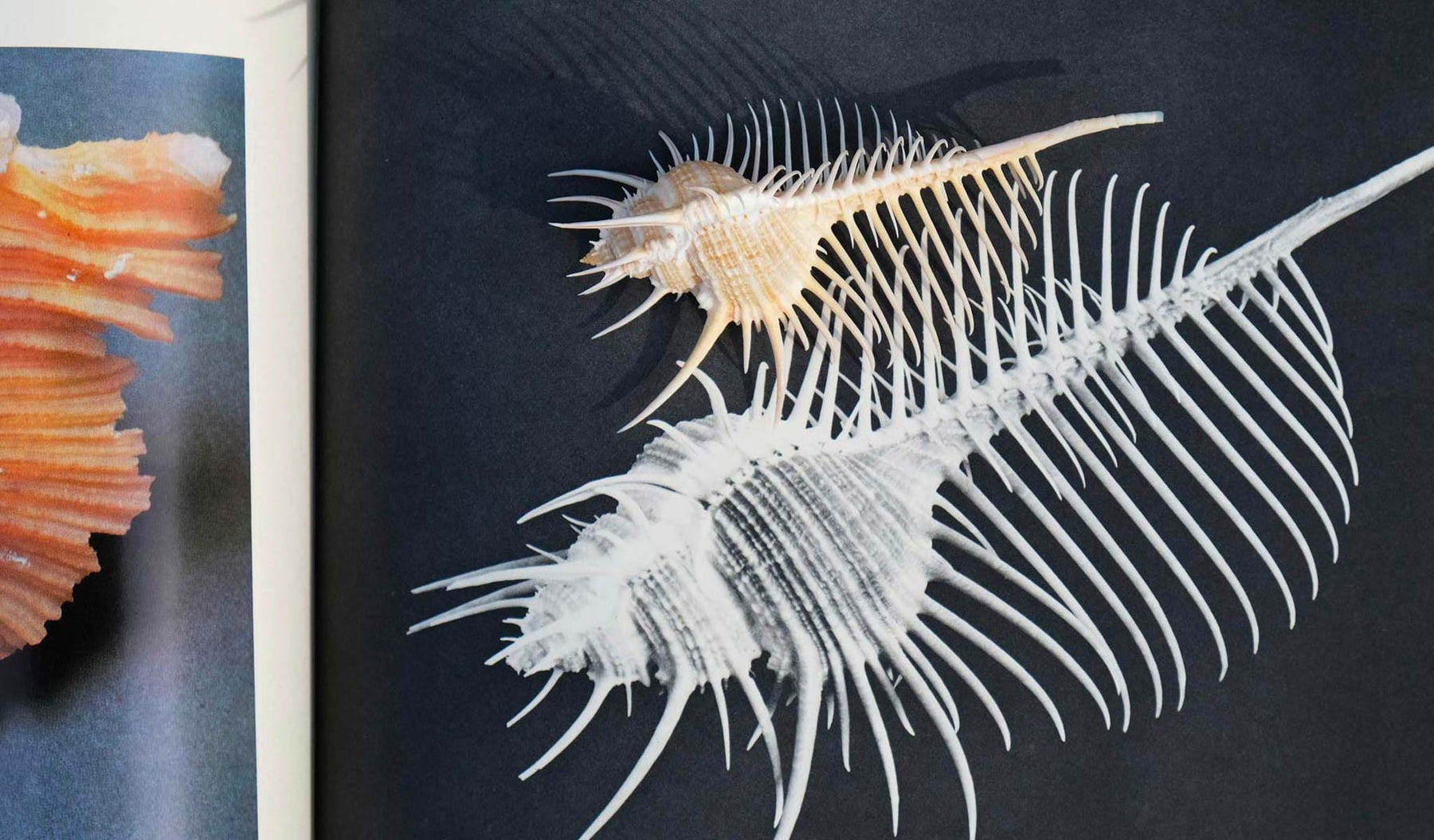 Found by Kindred Black