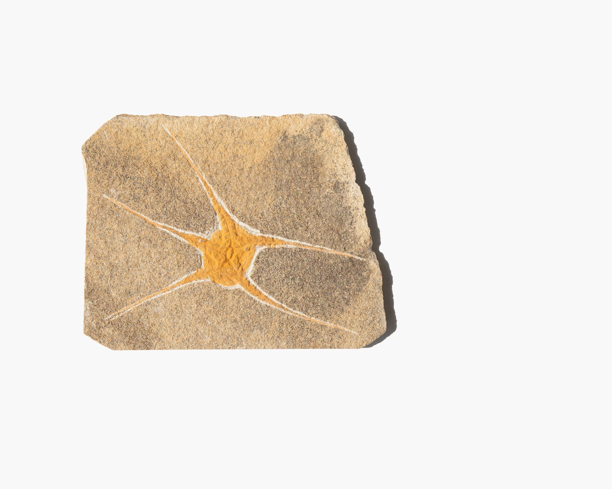 Brittle Star Fossil