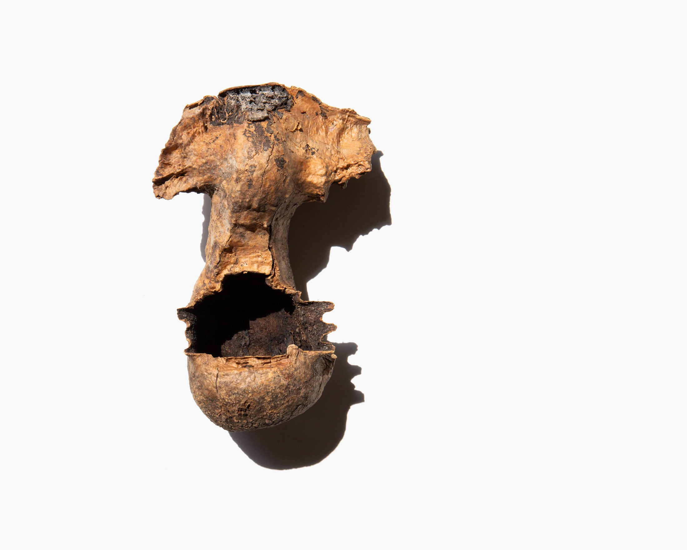 Saguaro Boot Specimen