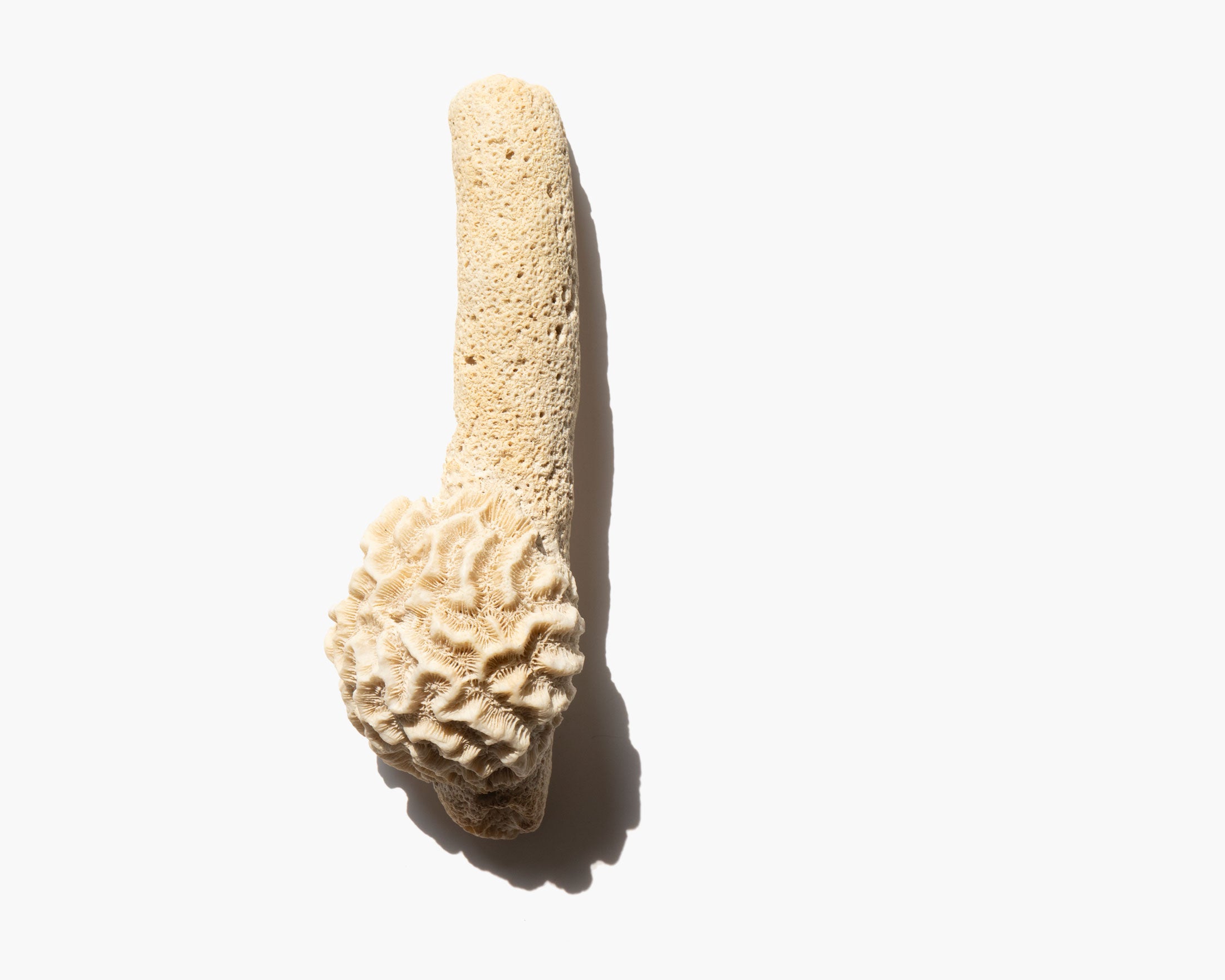 Pillar Coral Specimen