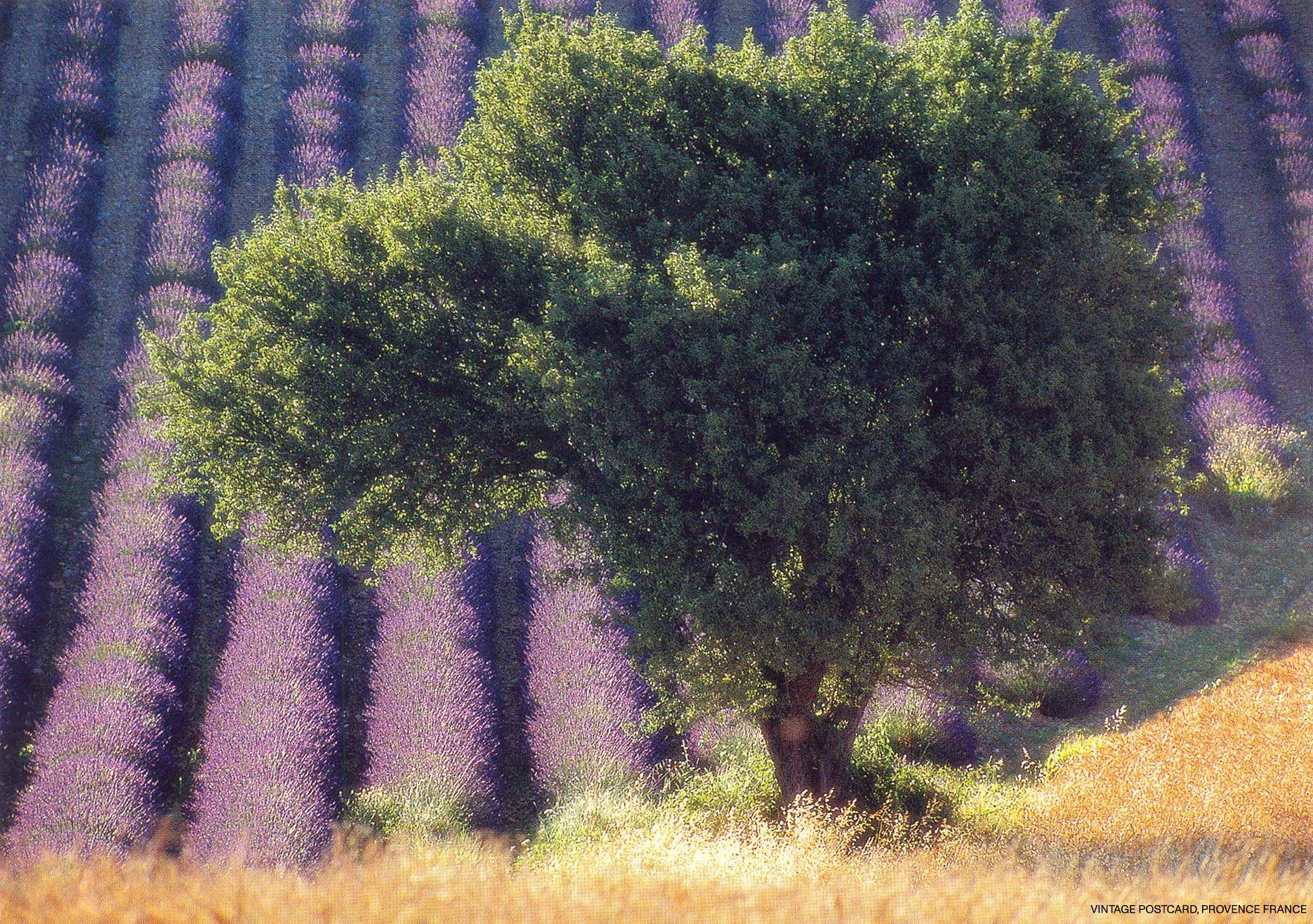 Lavender Pomatum
