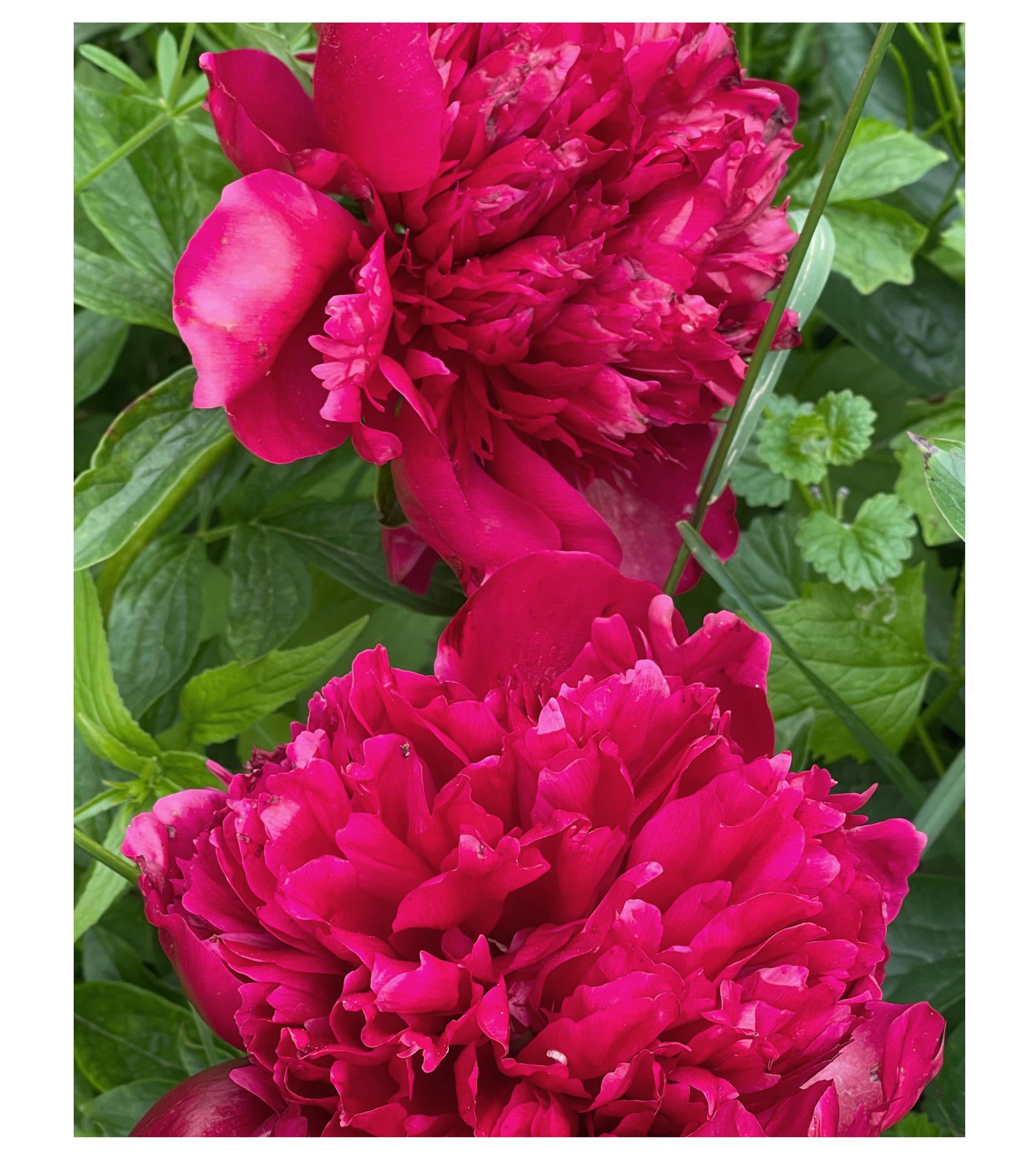 Peony Chypre