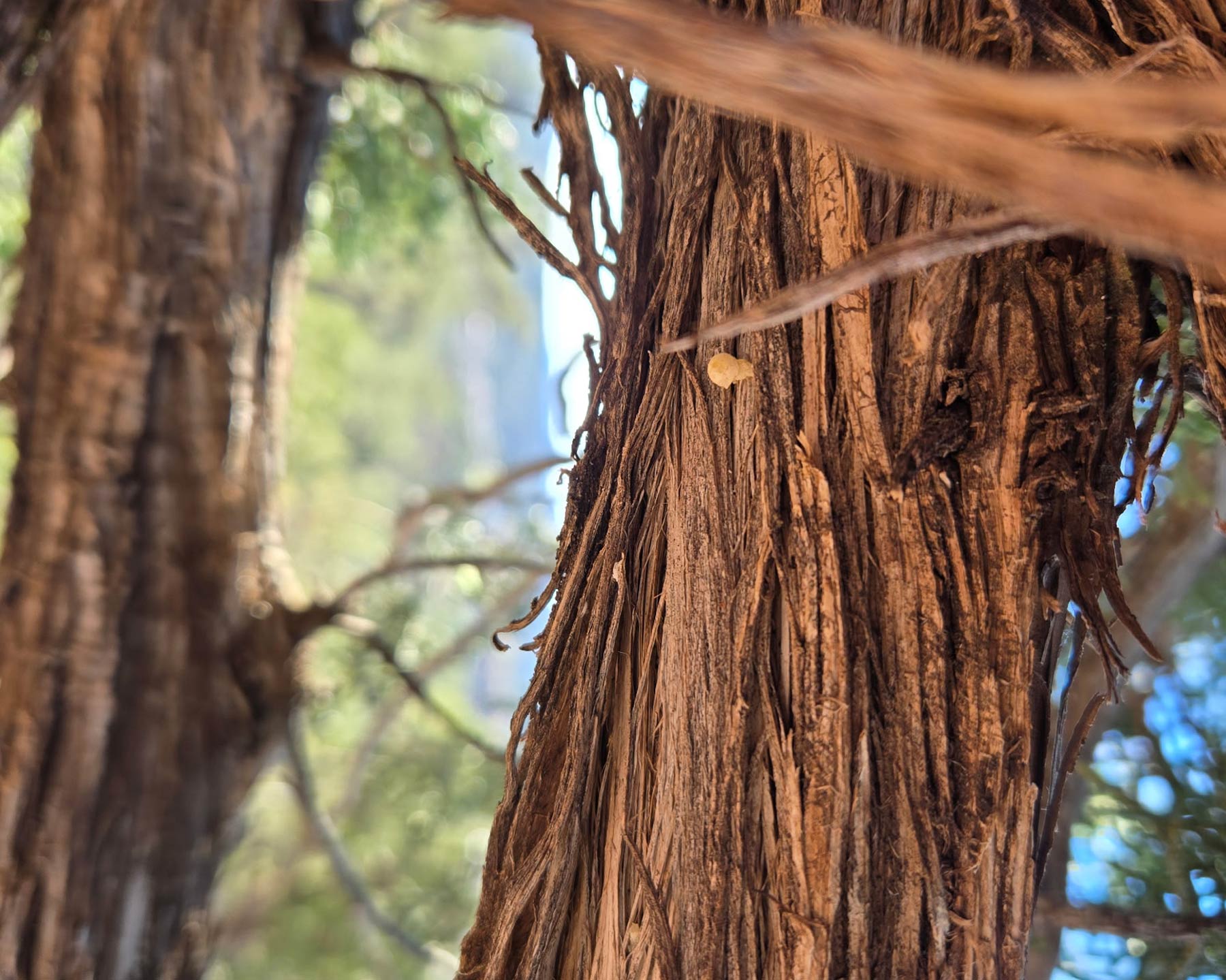 Lightning Struck Juniper Incense Cones
