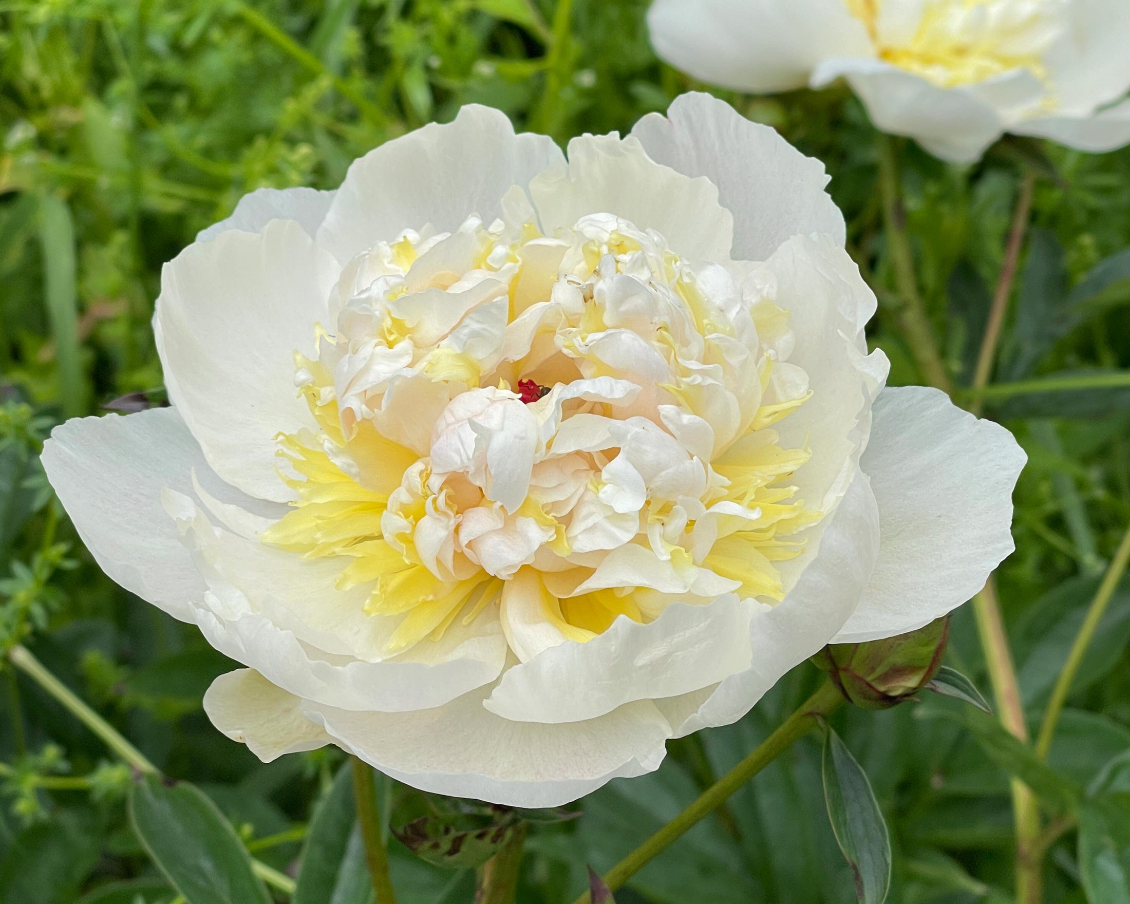 Peony Chypre