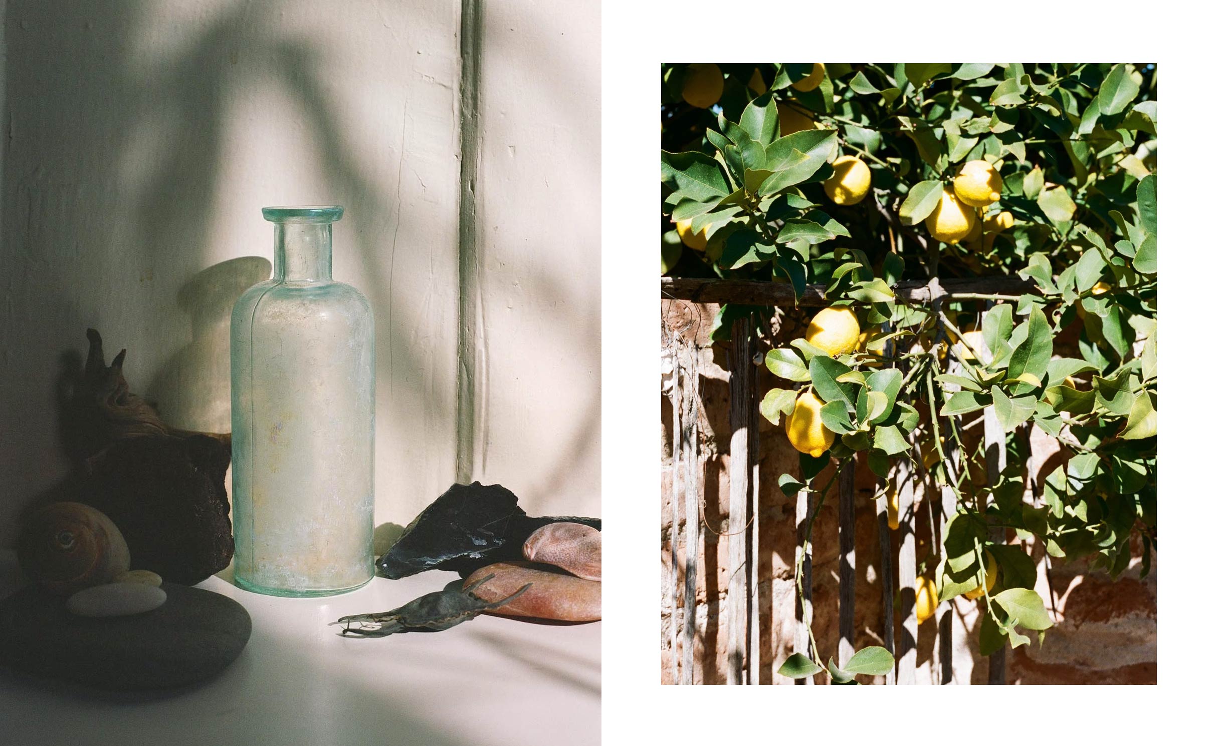 The Fall Of The Immortal