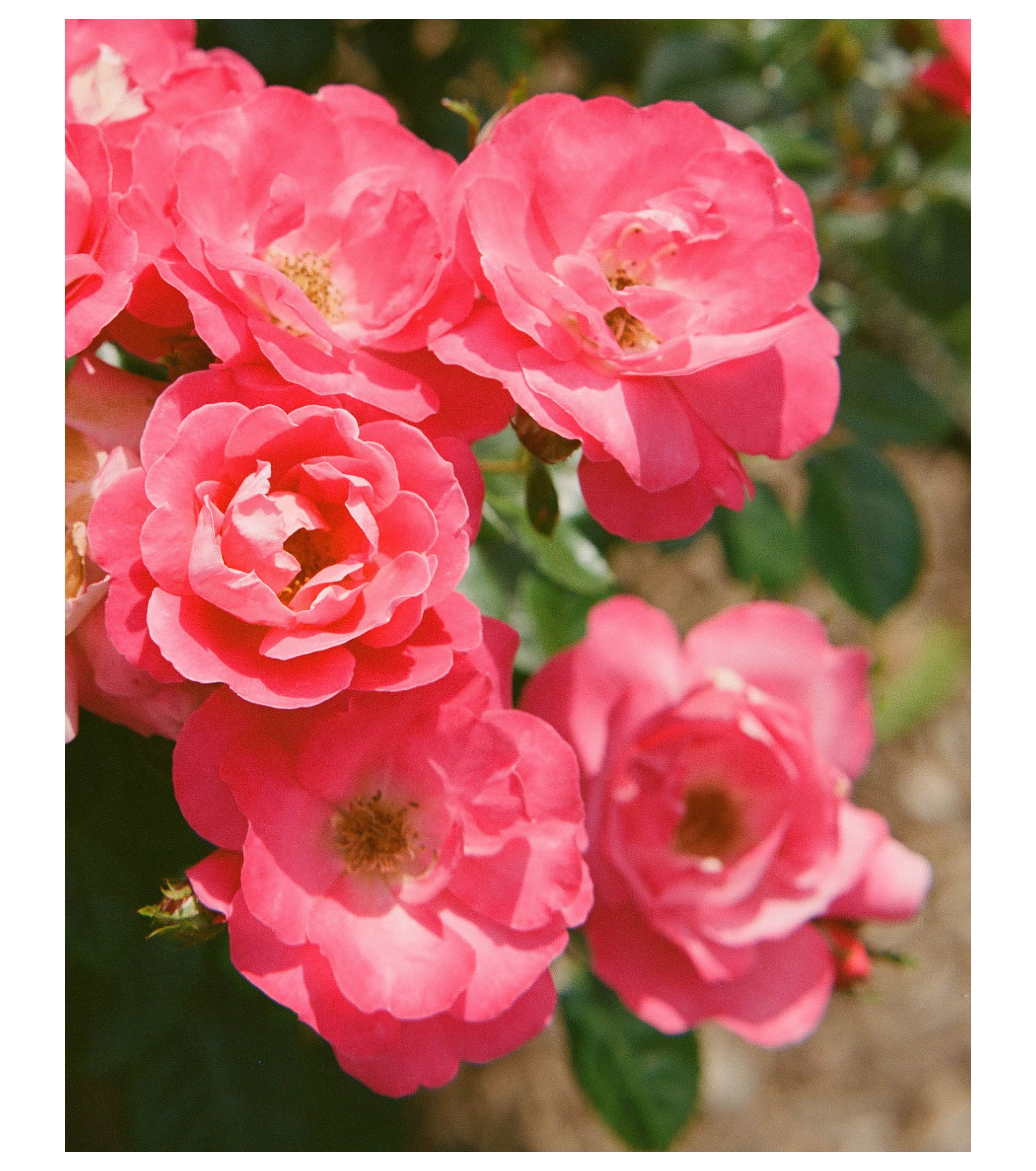 Floralia Viridis