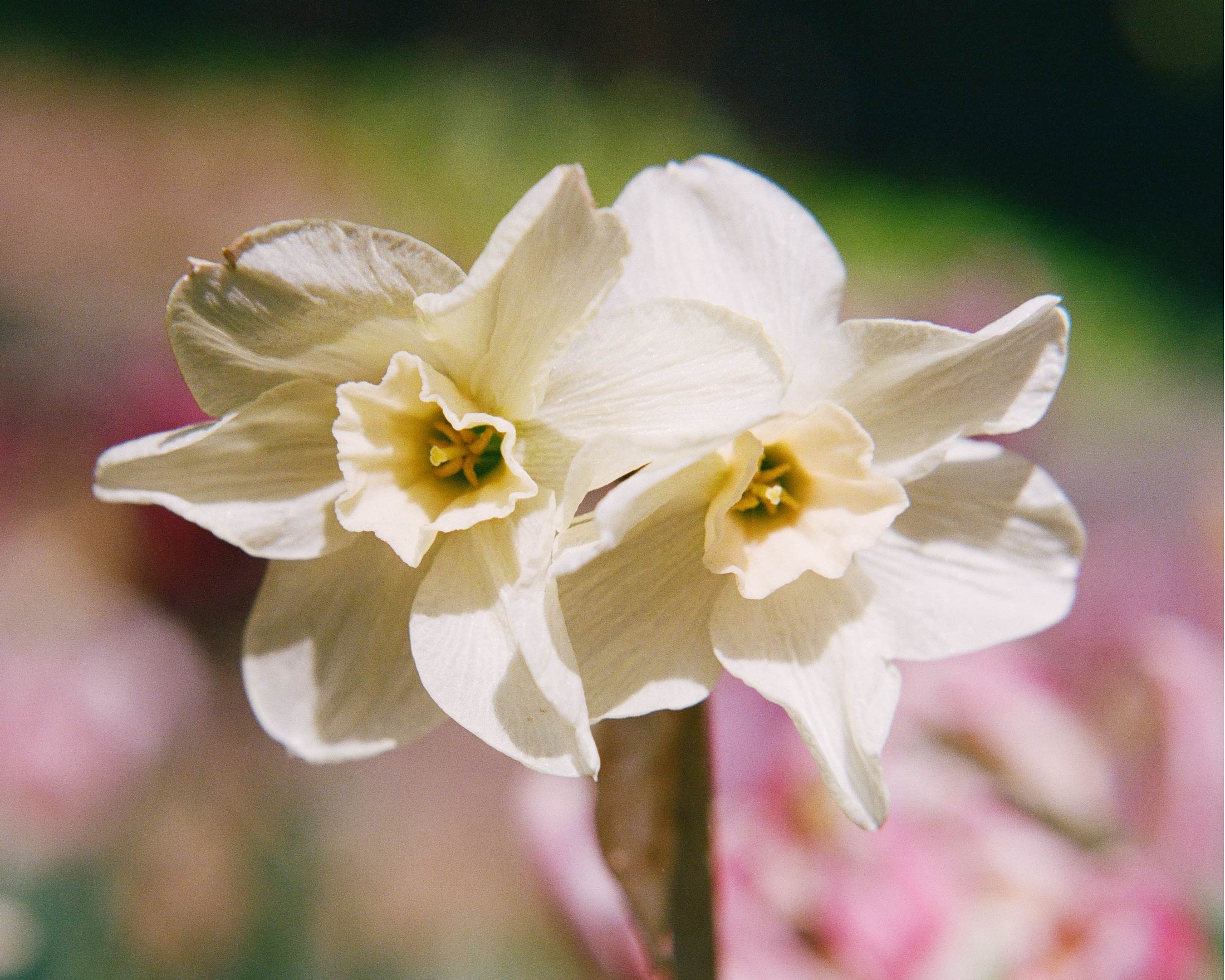 Floralia Viridis
