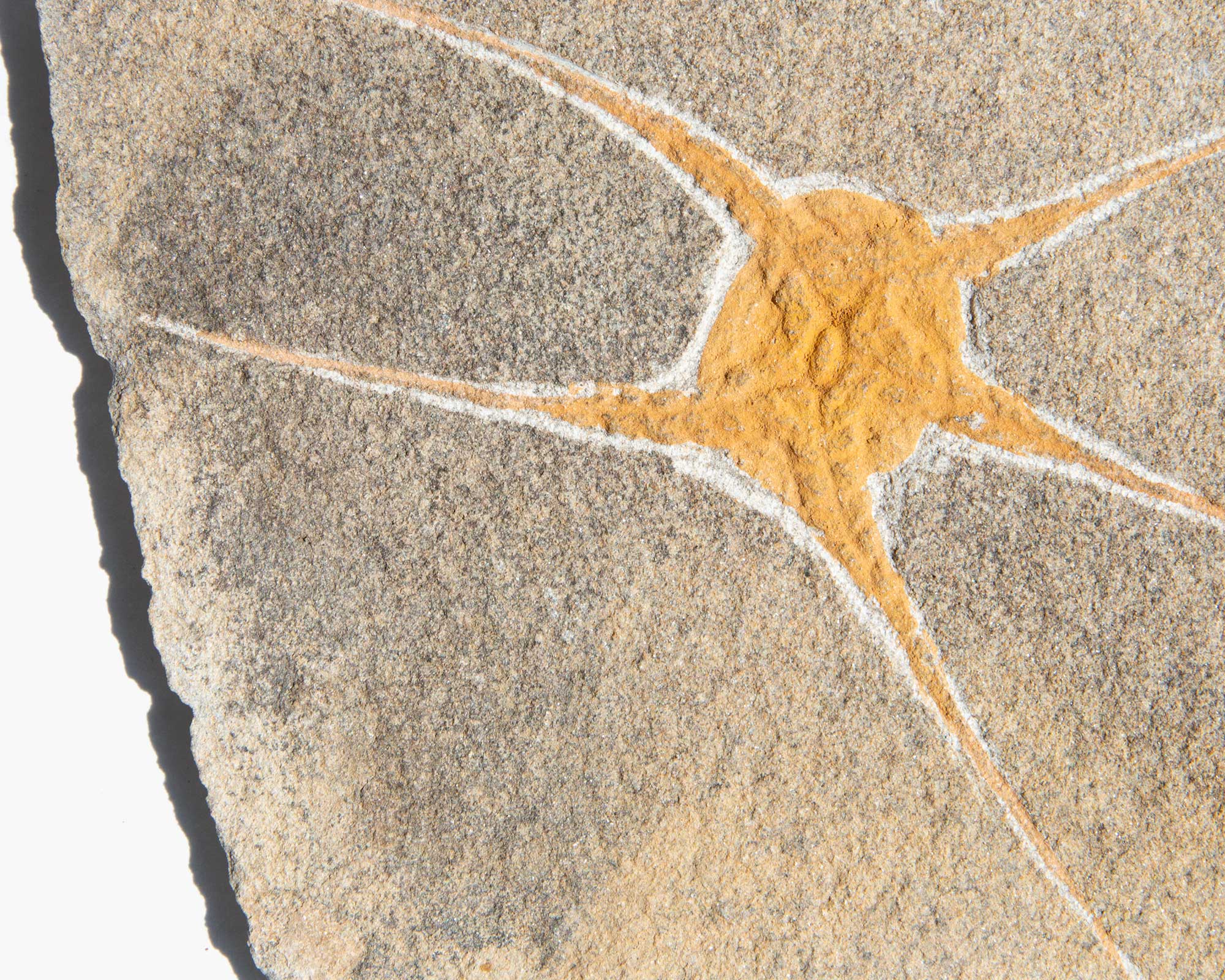 Brittle Star Fossil