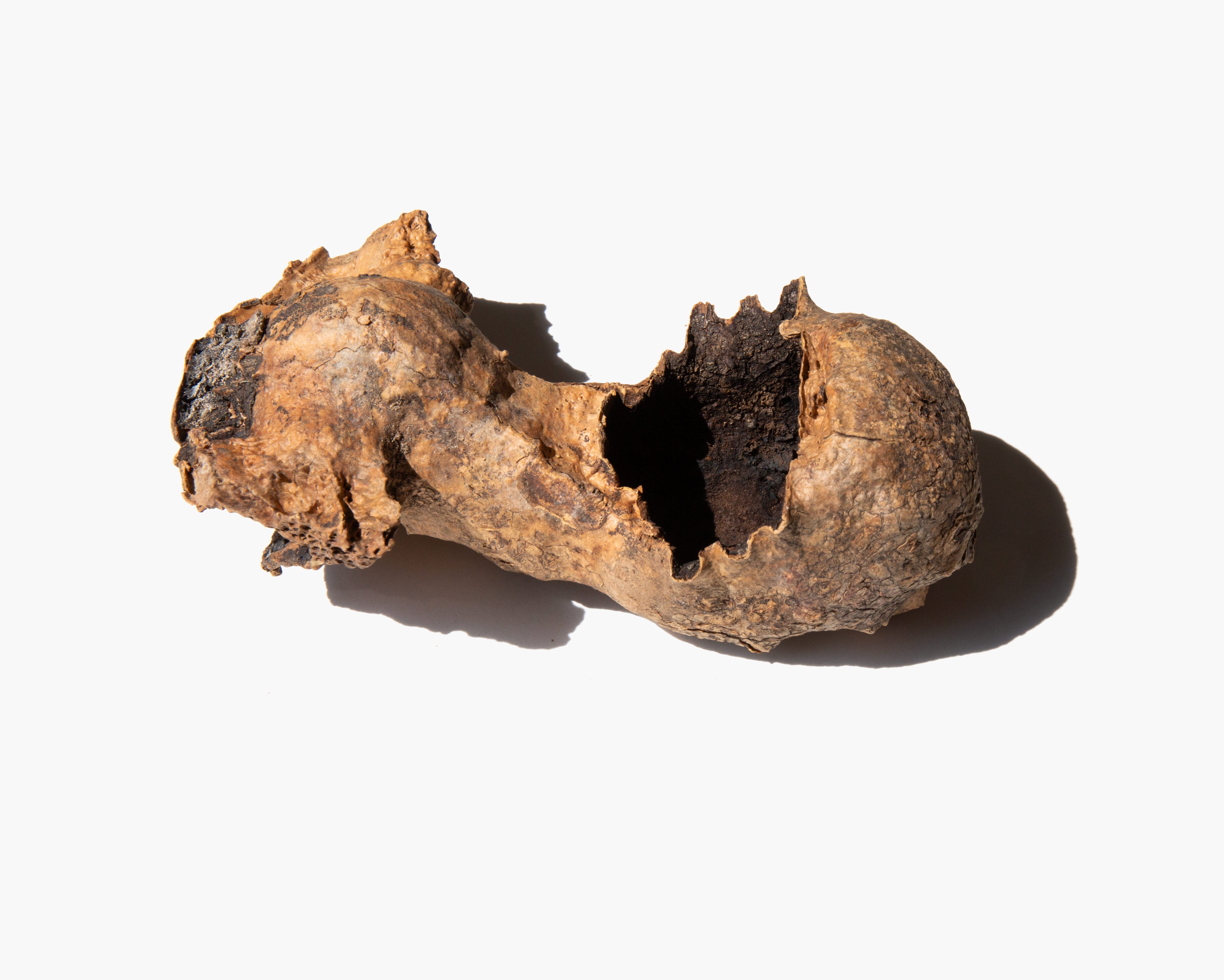 Saguaro Boot Specimen