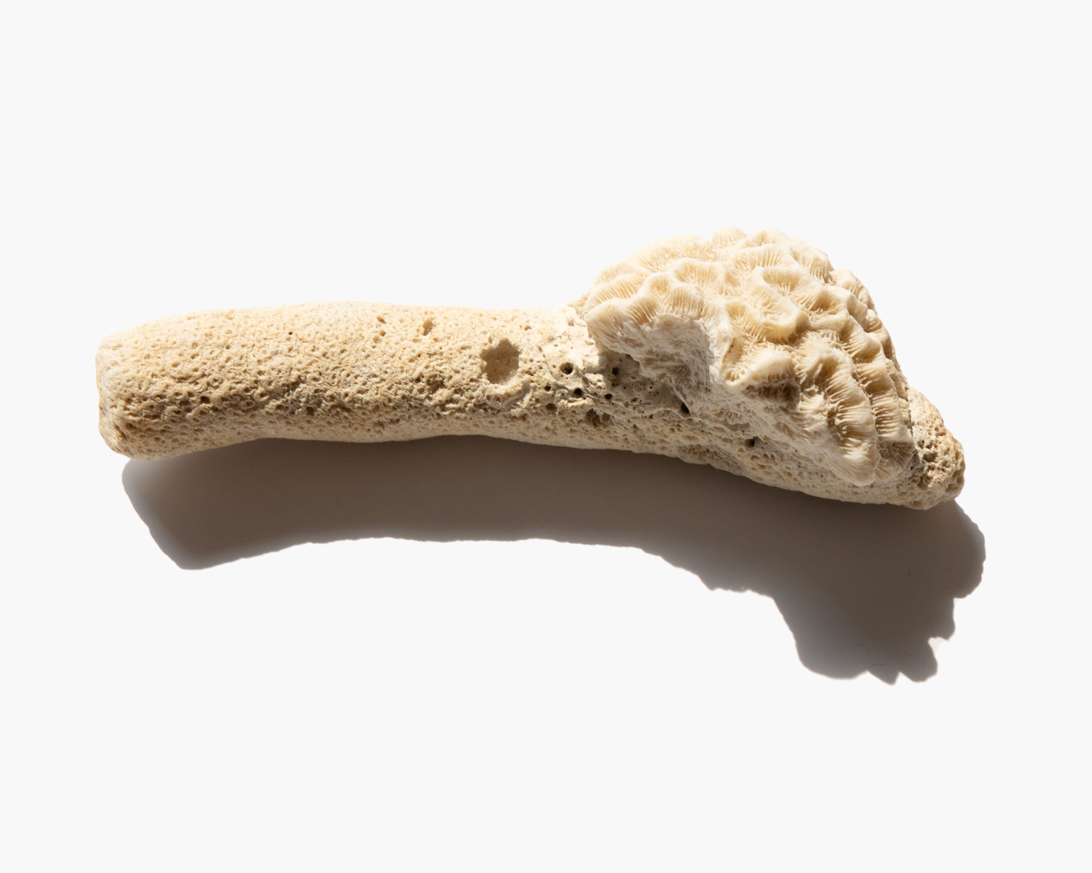 Pillar Coral Specimen