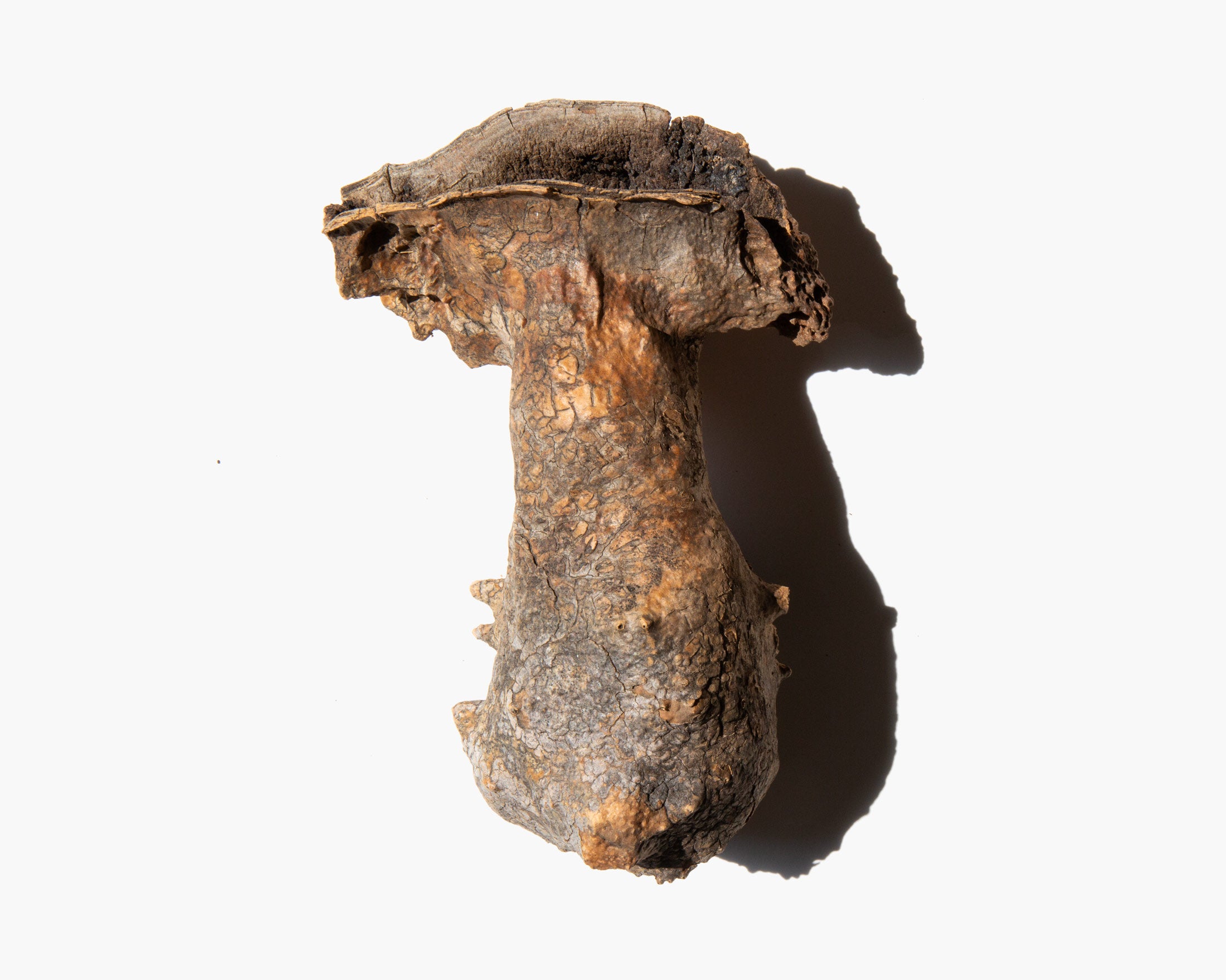 Saguaro Boot Specimen
