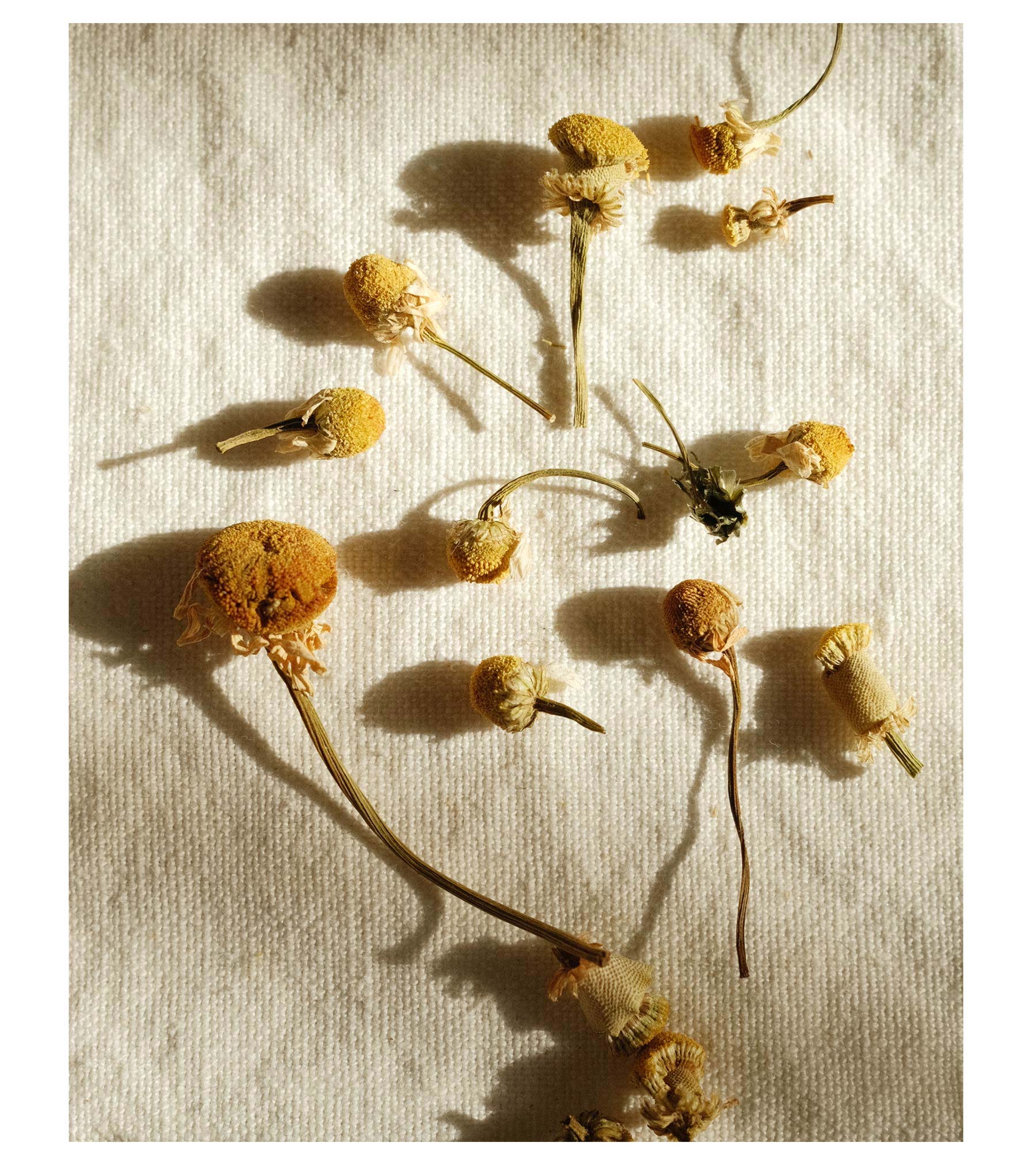 Chamomile Unguentation Oil