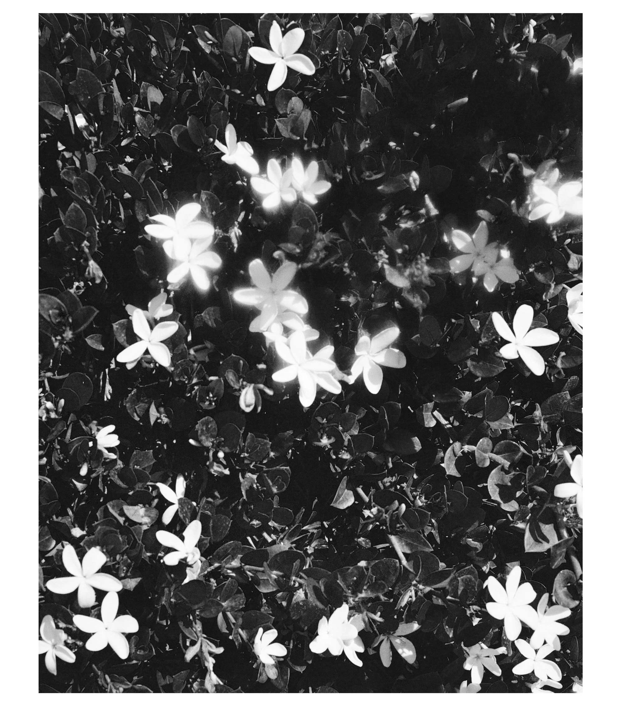 Jasmine Enfleurage Perfume