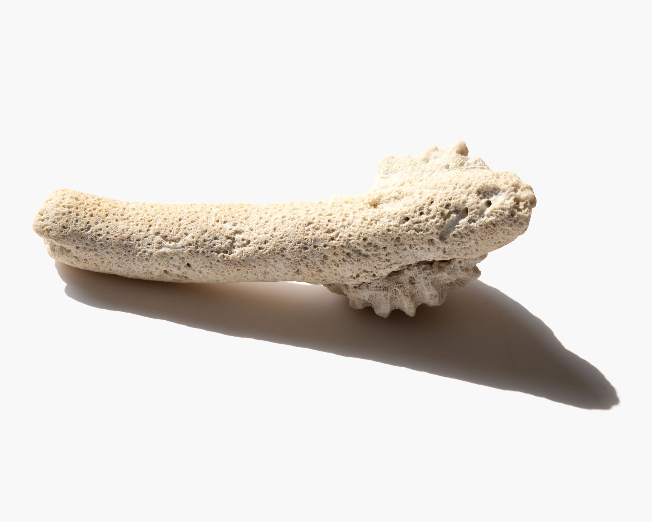 Pillar Coral Specimen