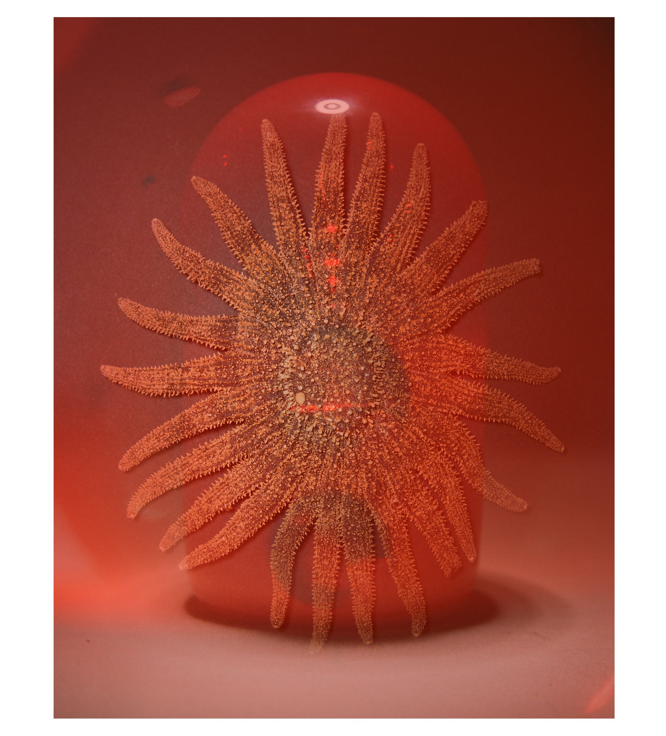 The Orb of Divinity Candle: A Woman Is Fire