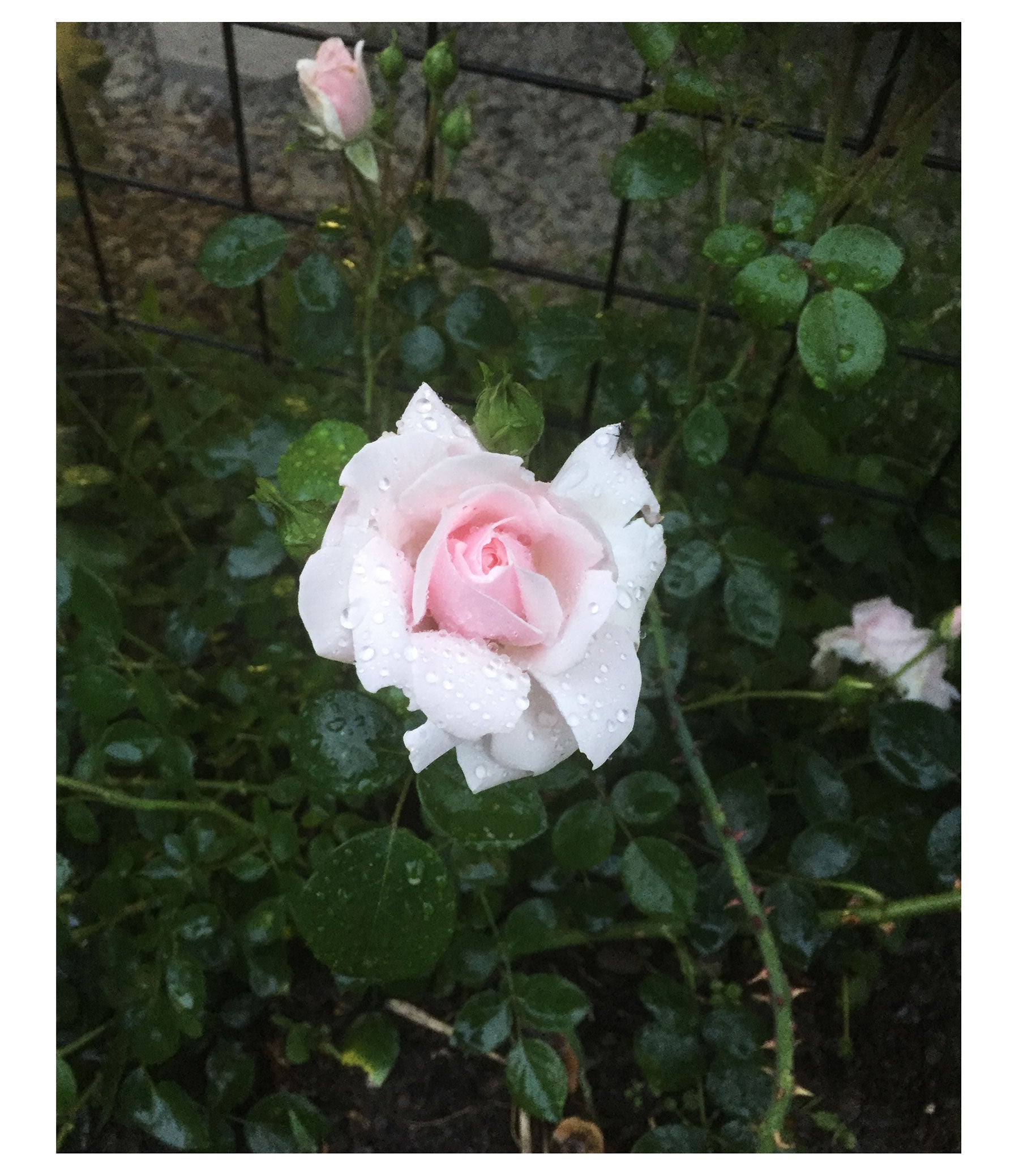 New Dawn Rose Crème