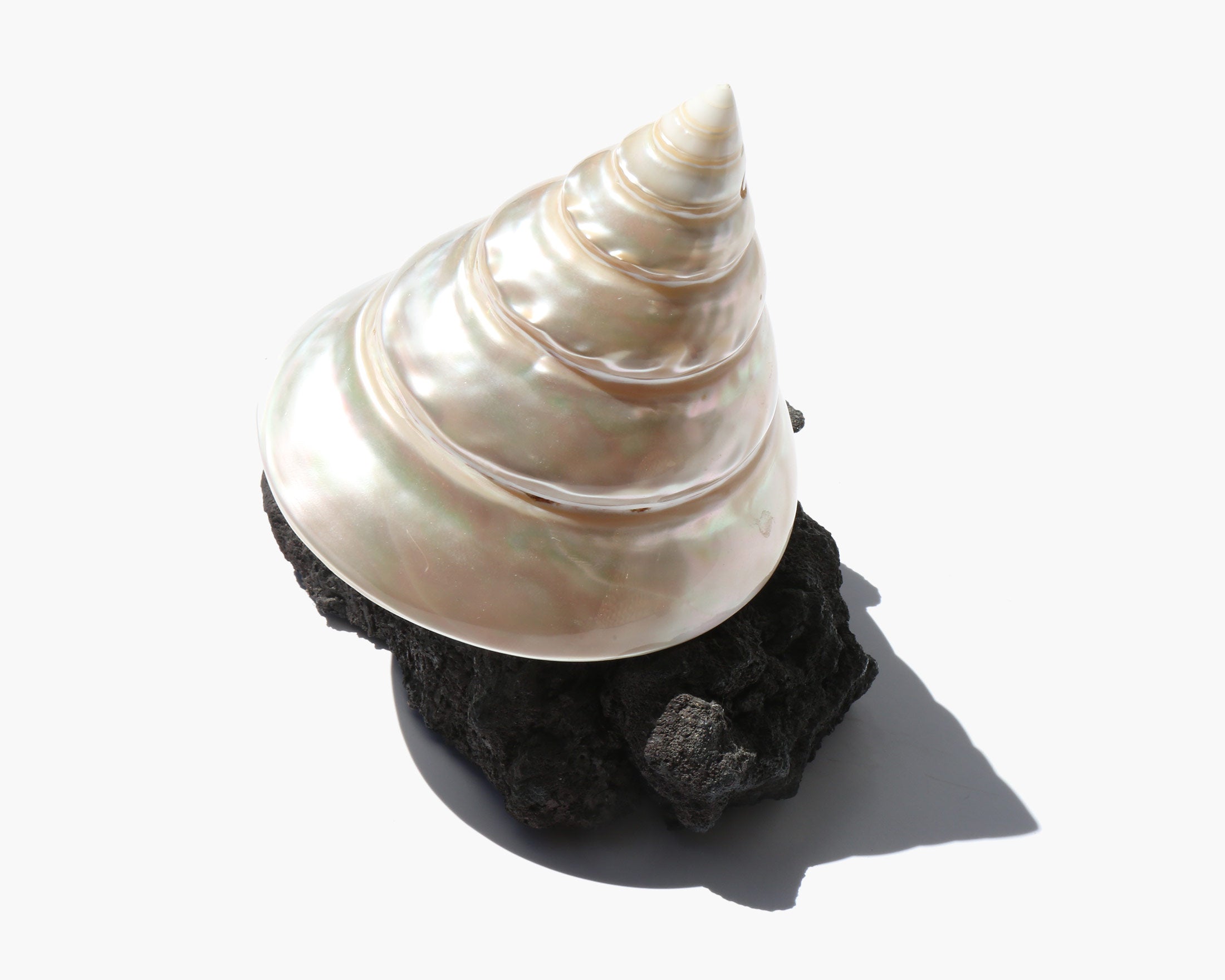Turban Shell Mounted on Lava