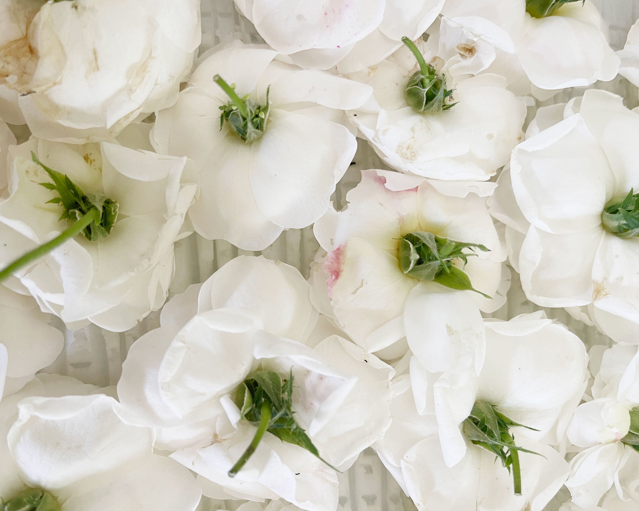 New Dawn Rose Crème