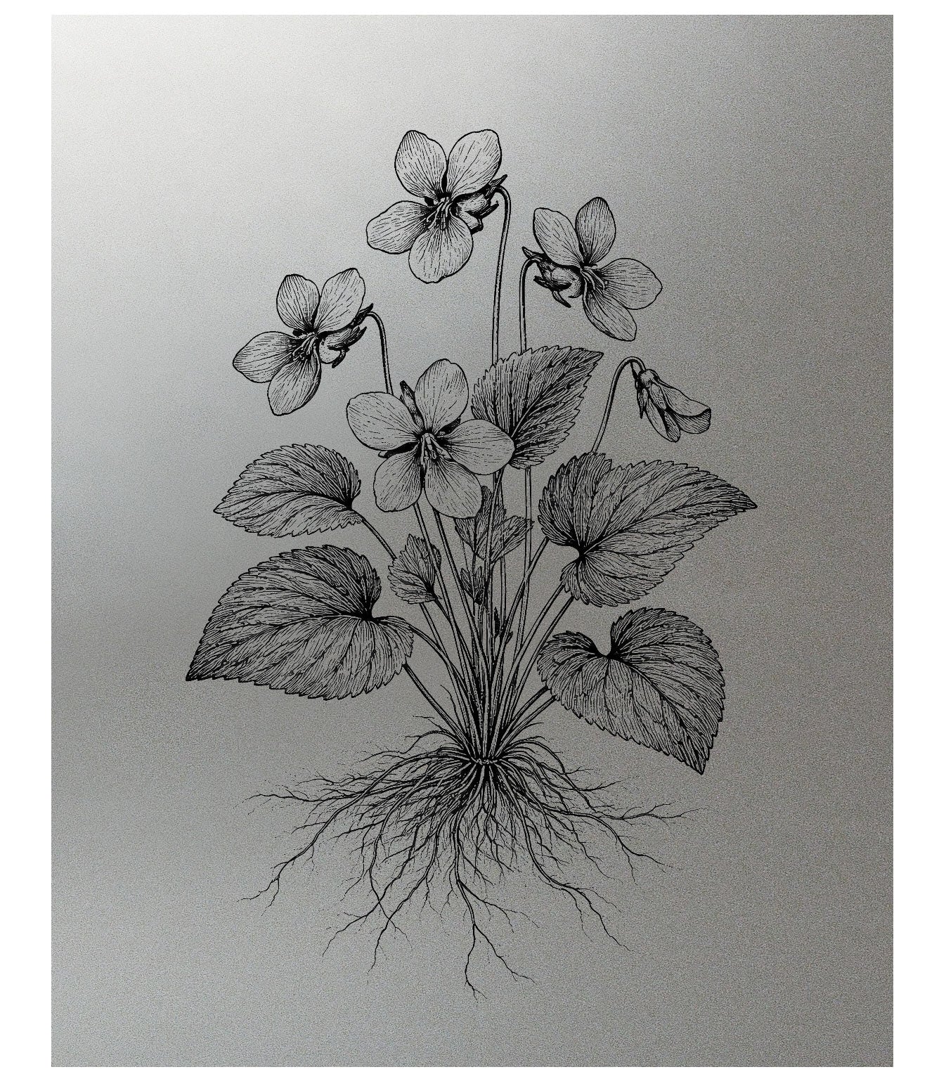 Sweet Violet Enfleurage