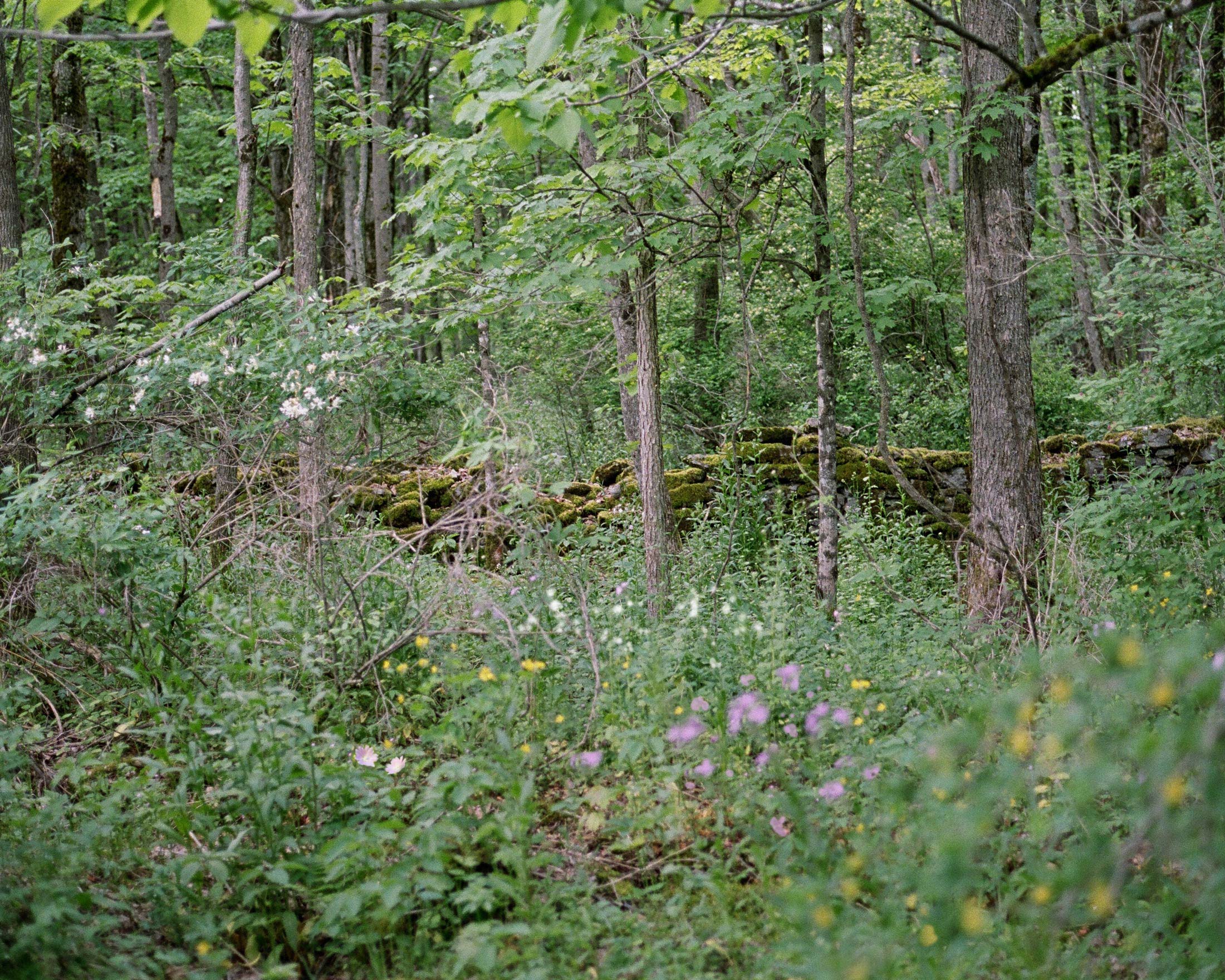 Wildflower Perfume Solid