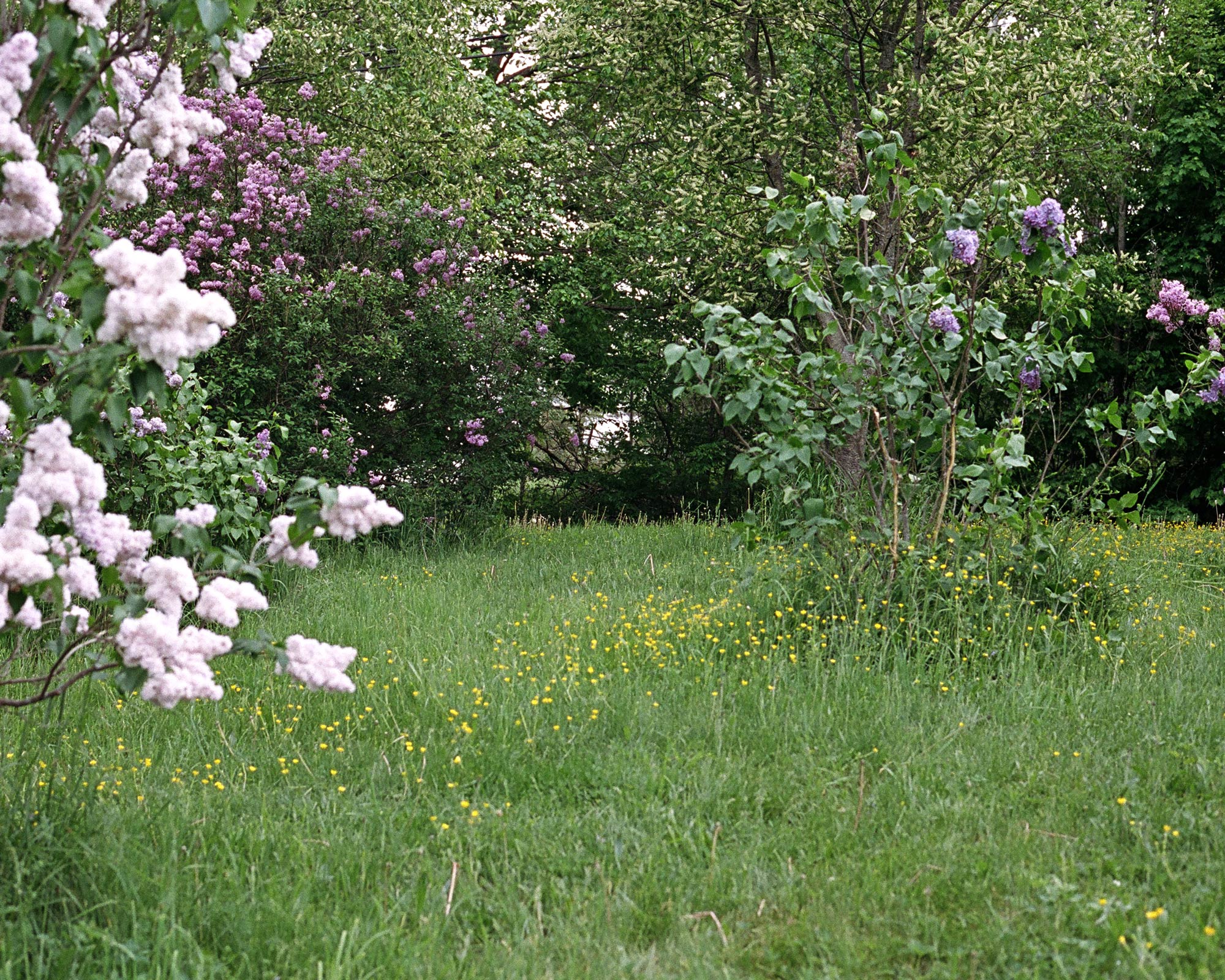 Wild Lilac Attar