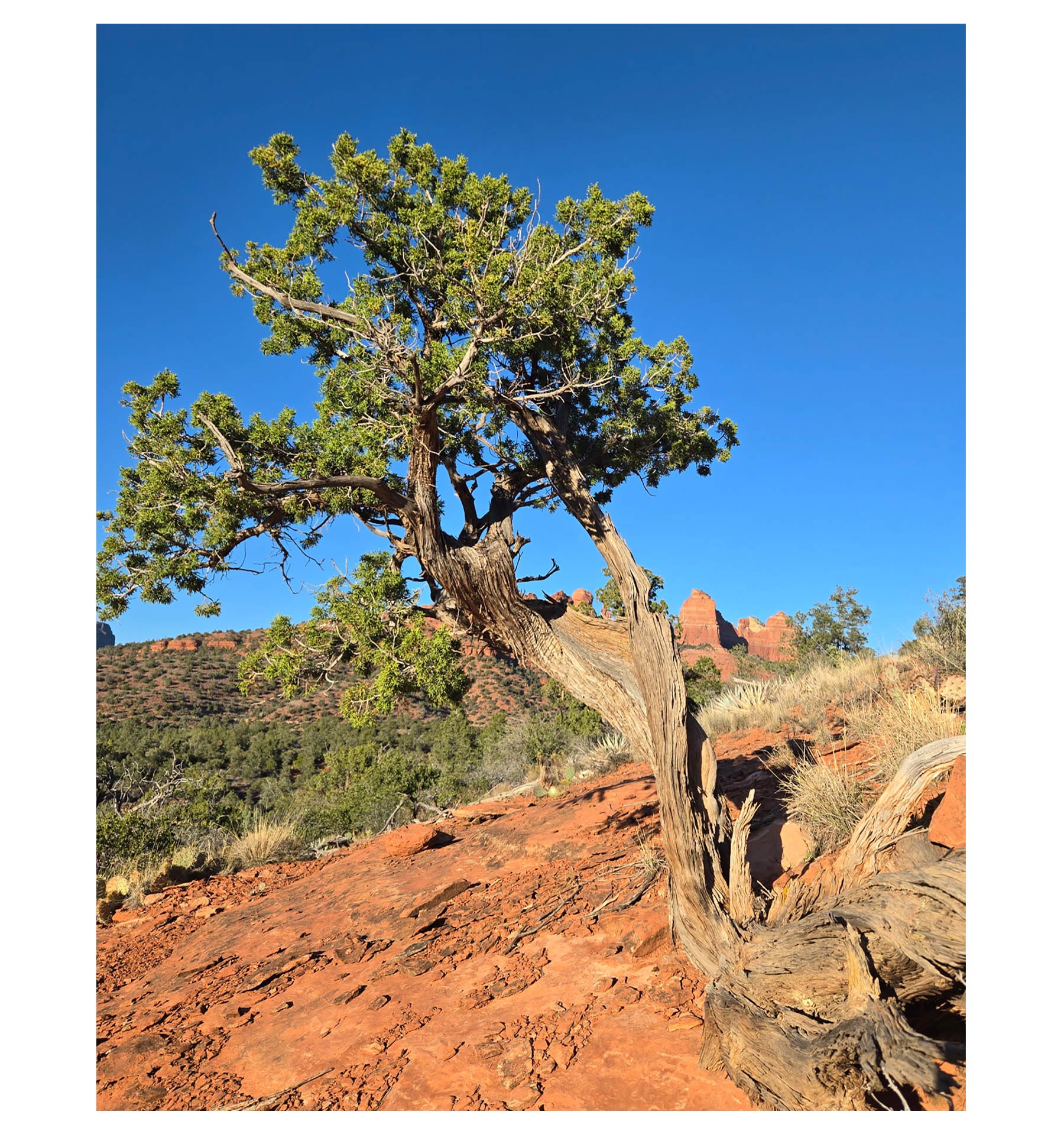 Lightning Struck Juniper Incense Cones