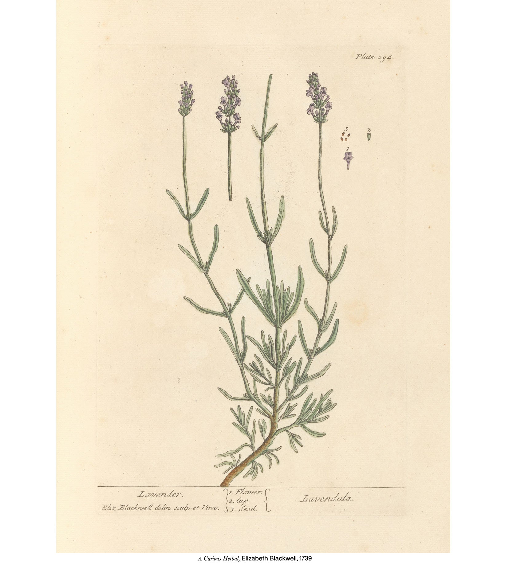 Lavender Pomatum