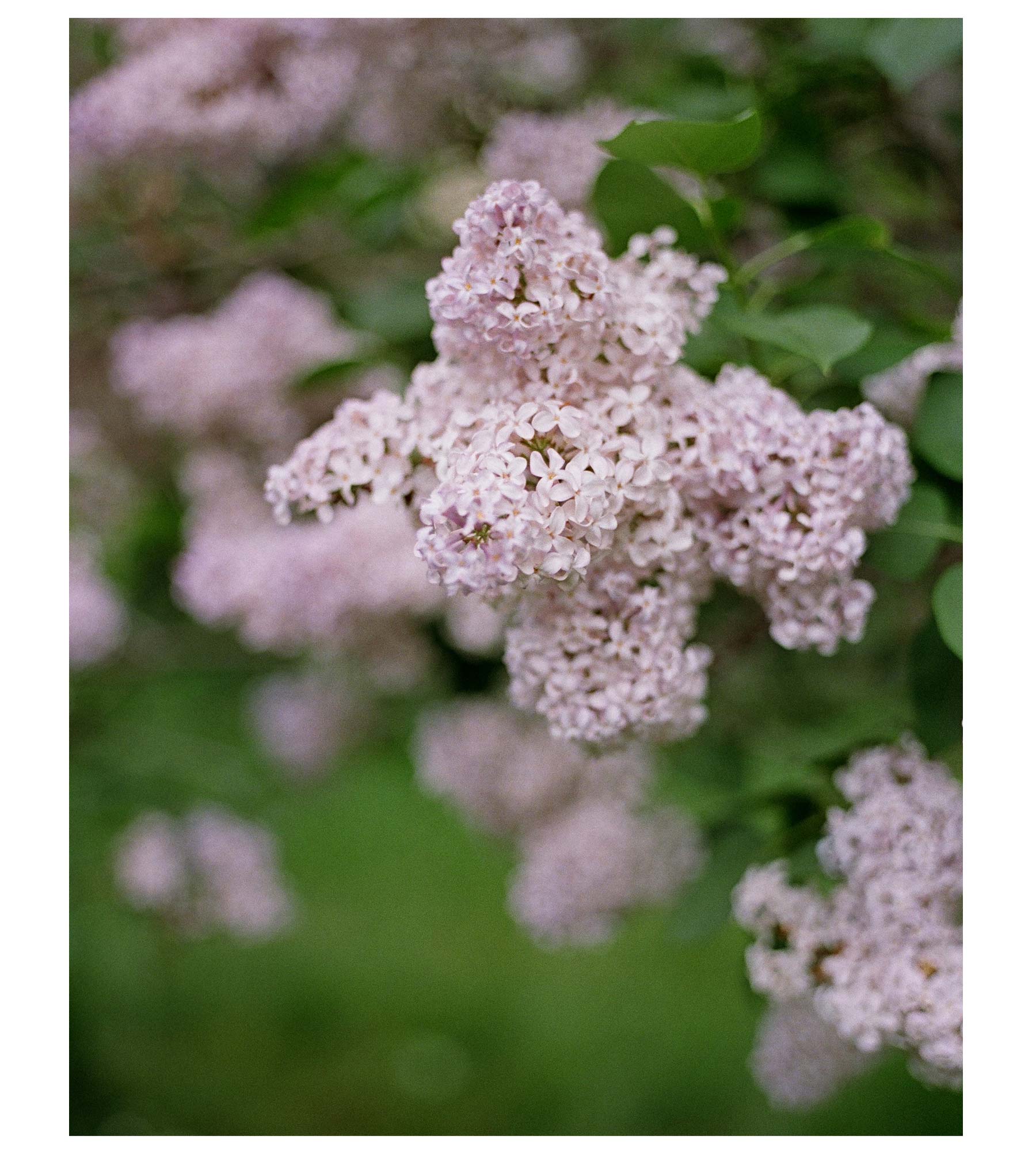 Wild Lilac Attar