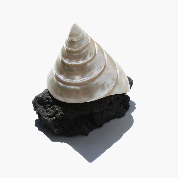 Turban Shell Mounted on Lava
