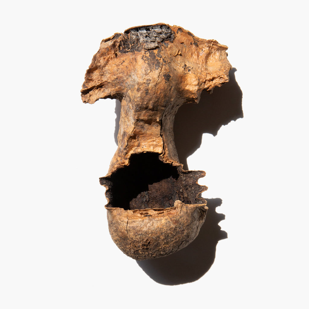 Saguaro Boot Specimen