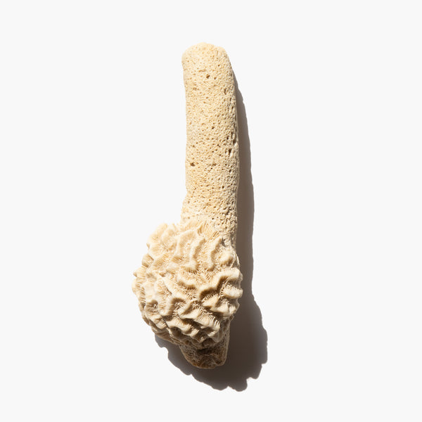 Pillar Coral Specimen