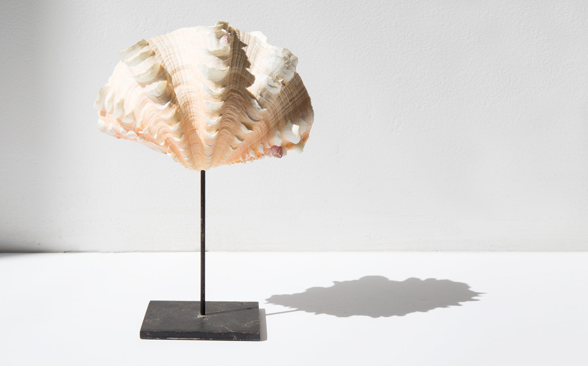 Mounted Fluted Clam Shell