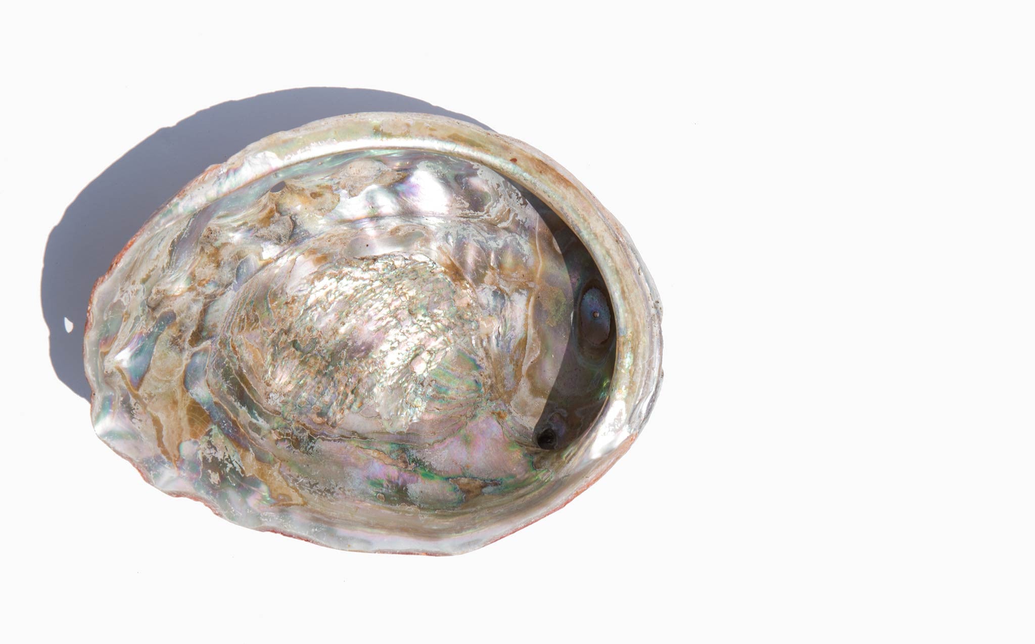 Iridescent Abalone Shell