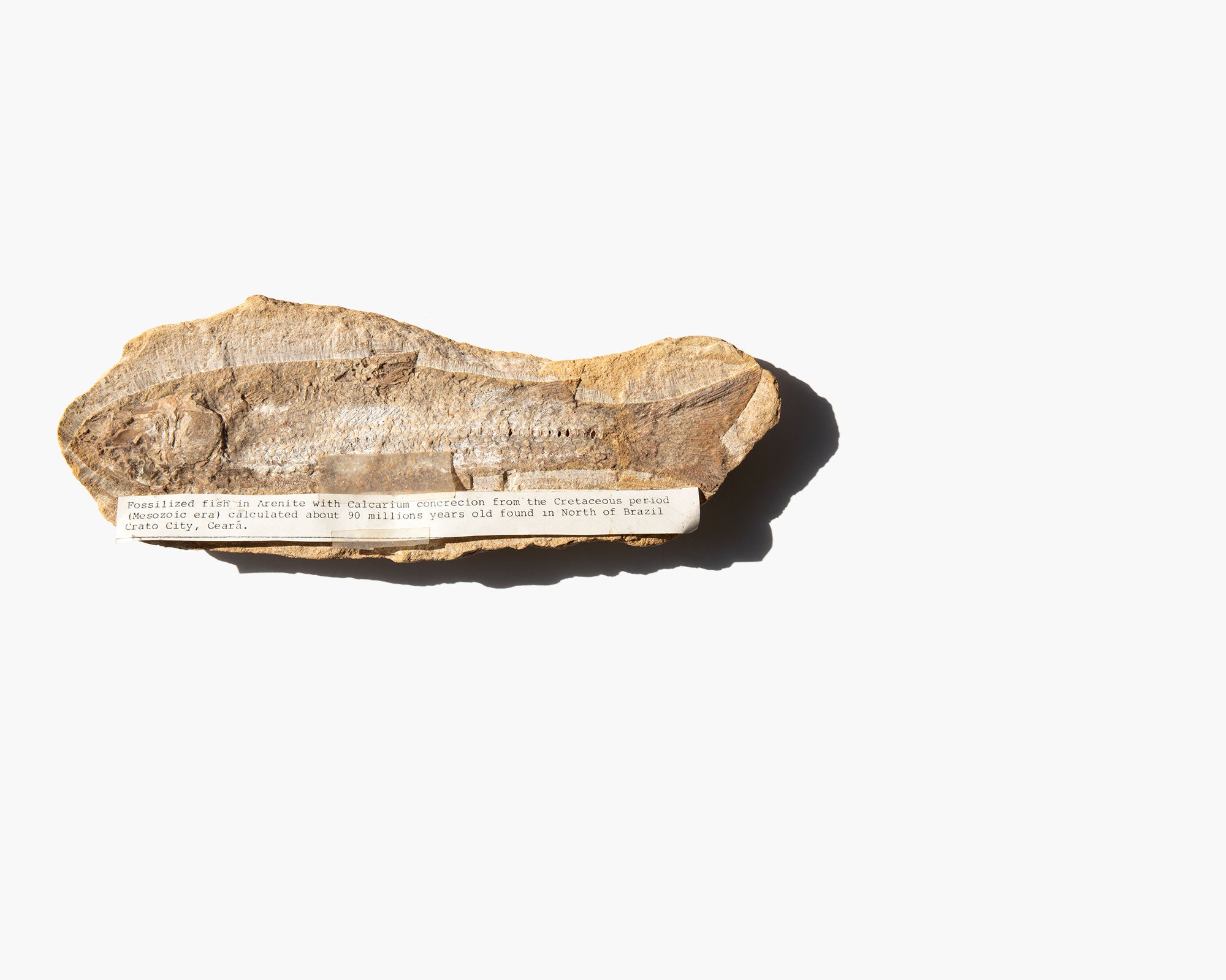 Cretaceous Fossilized Fish