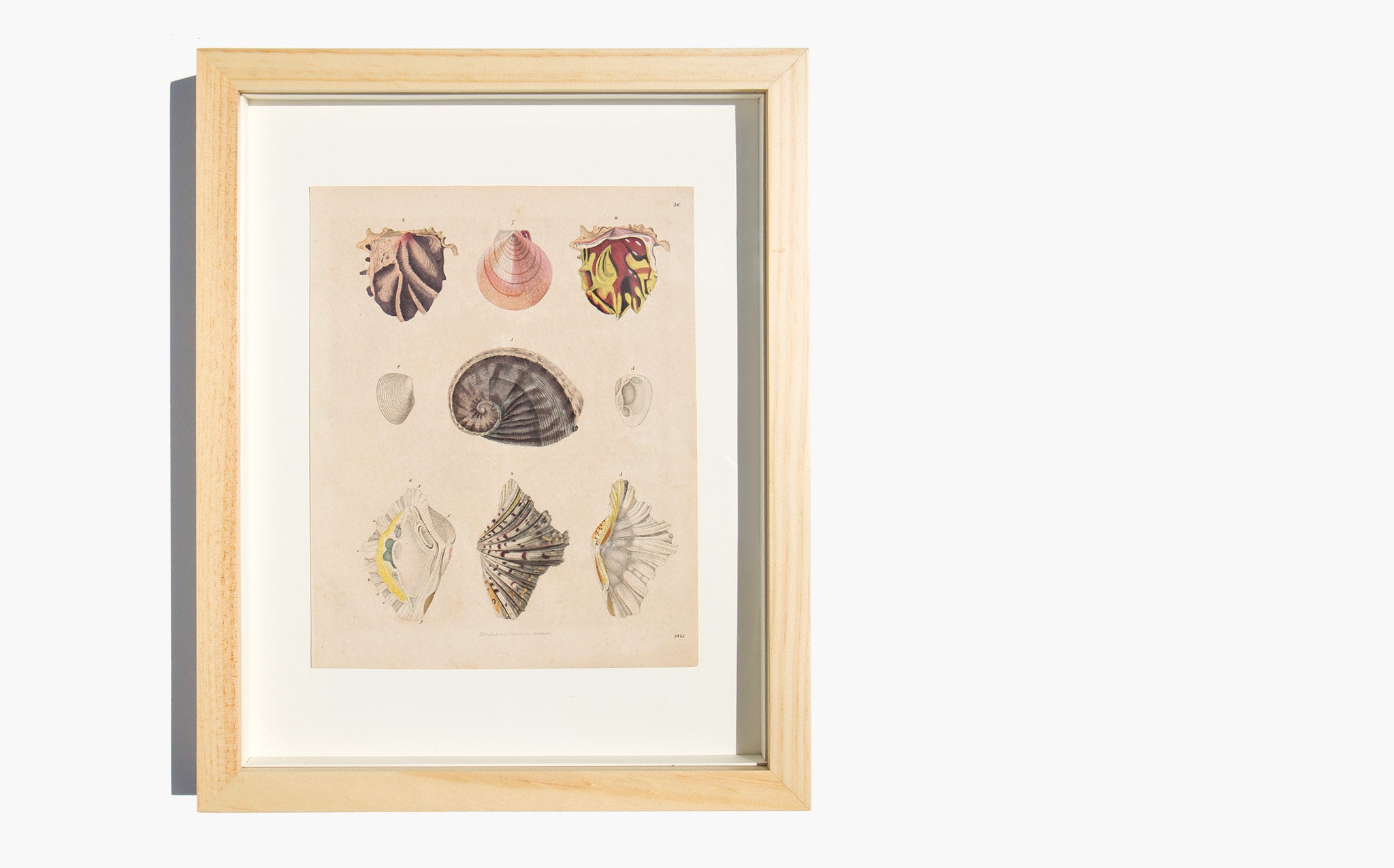 Antique Hand Colored Shell Lithograph