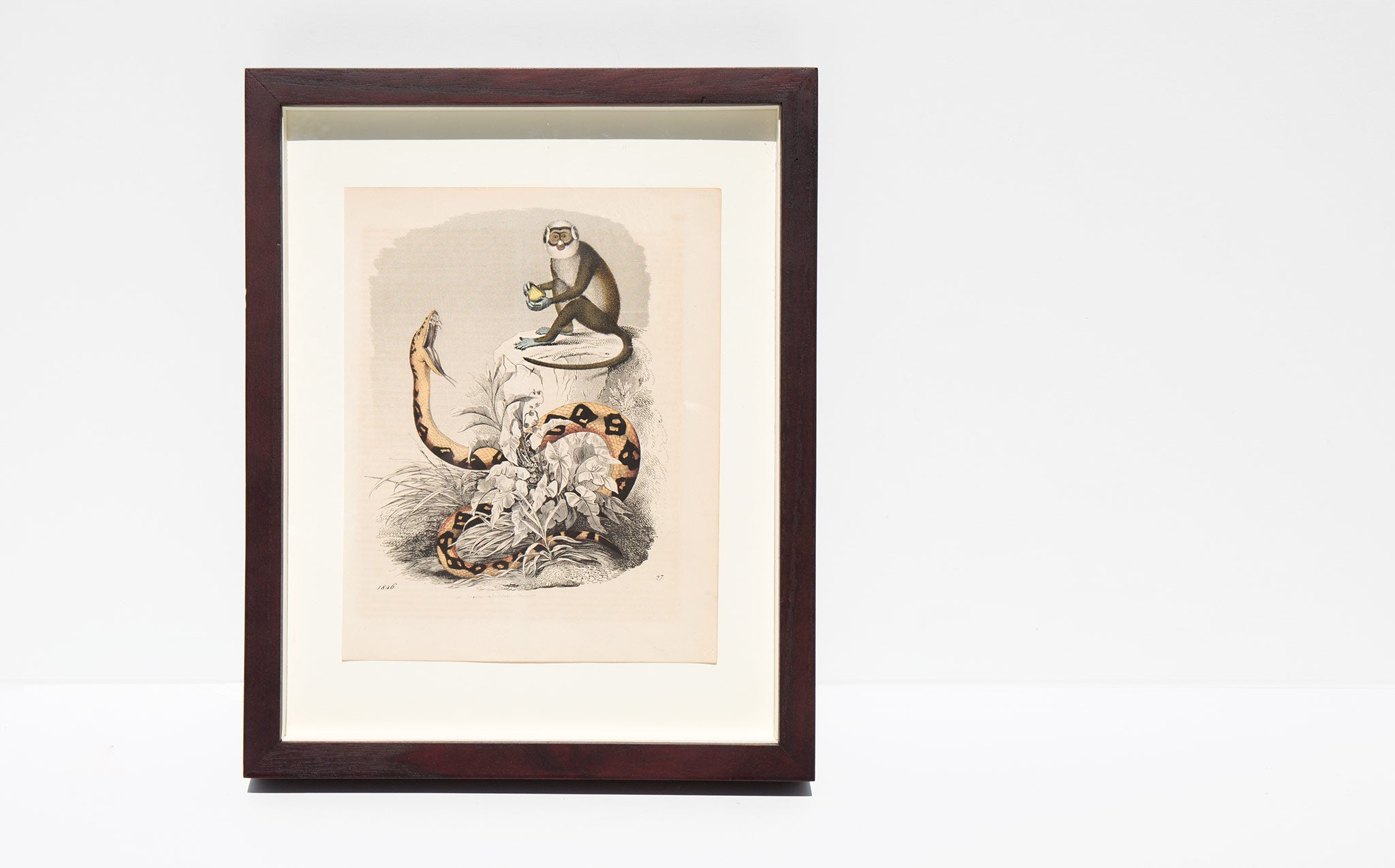Antique Hand Colored Animal Lithograph