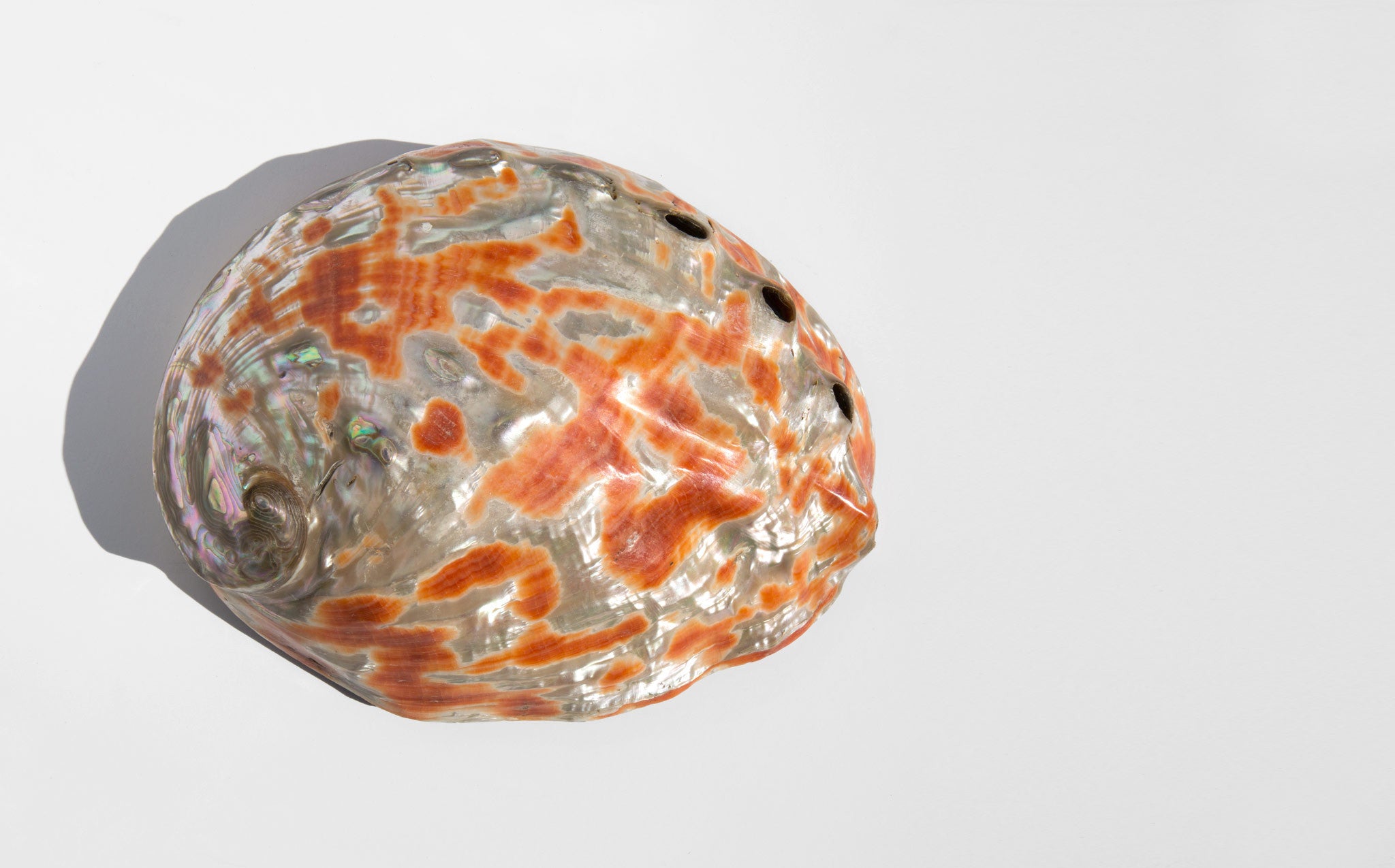 Large Rare Polished South Seas Abalone Shell