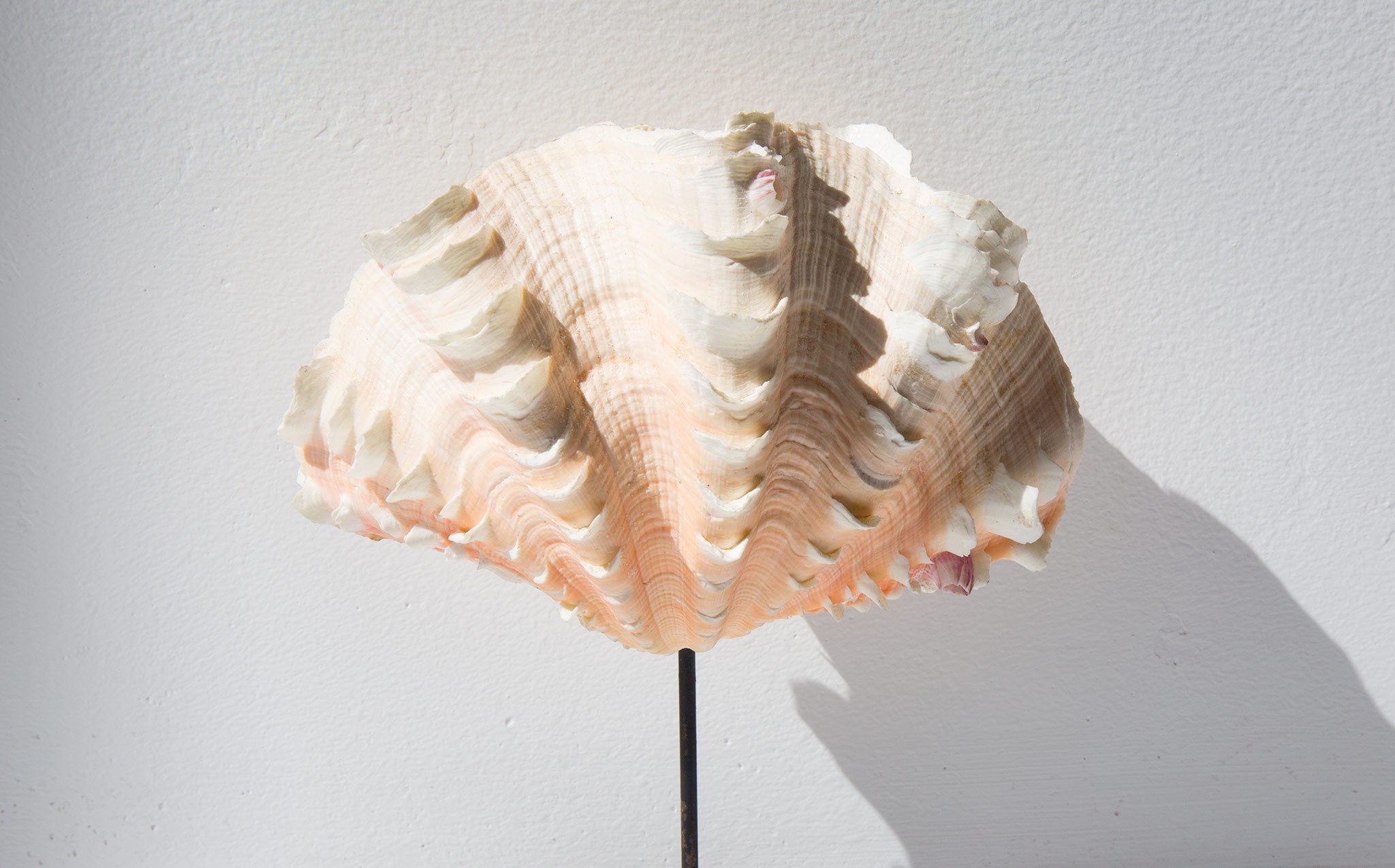 Mounted Fluted Clam Shell