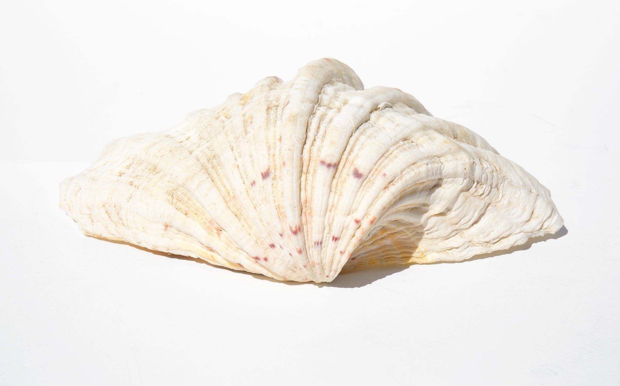 Dappled Clam Shell