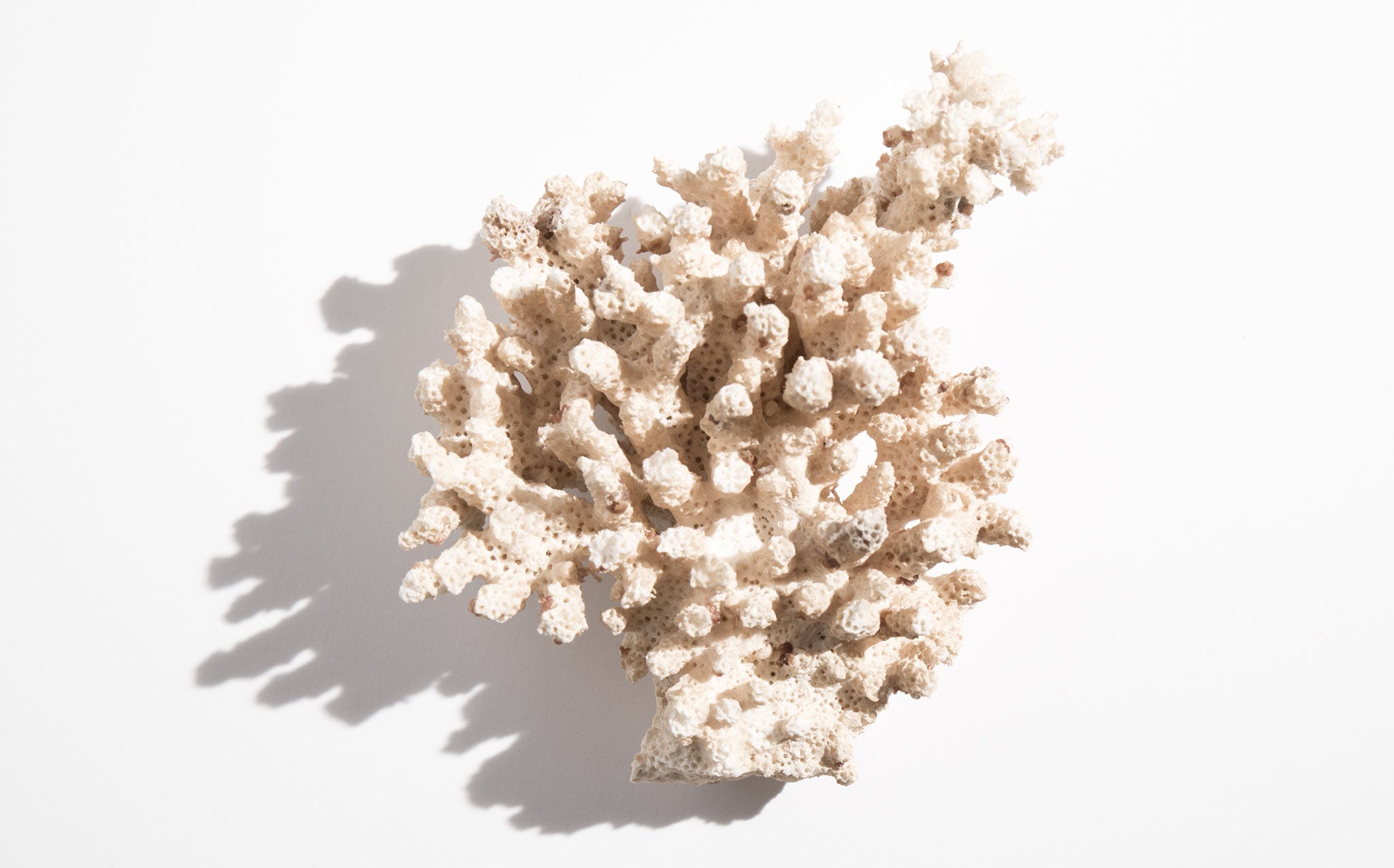 Sarmentosa "Christmas Tree" Coral