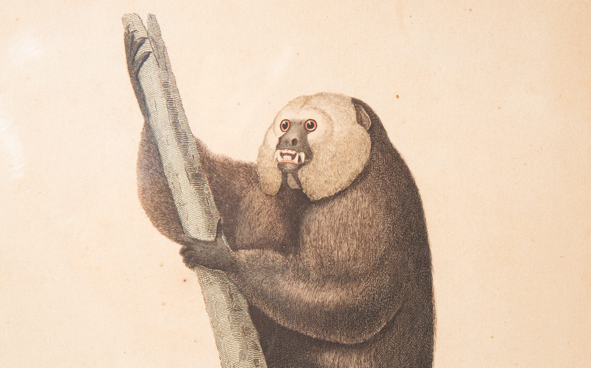 Early Hand Colored Engraving of Fox-Tail'd Monkey