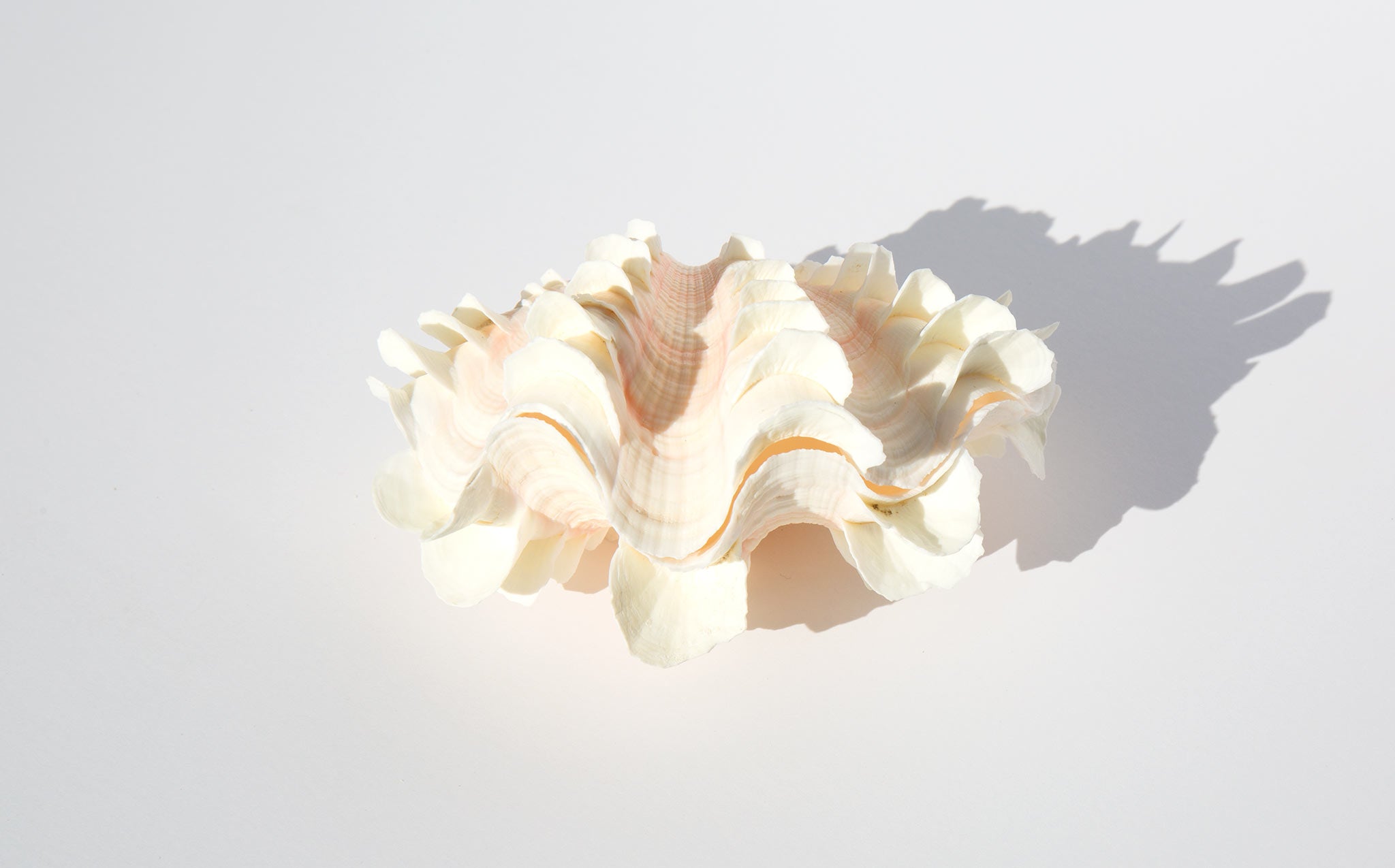 Blush Fluted Clam Shell