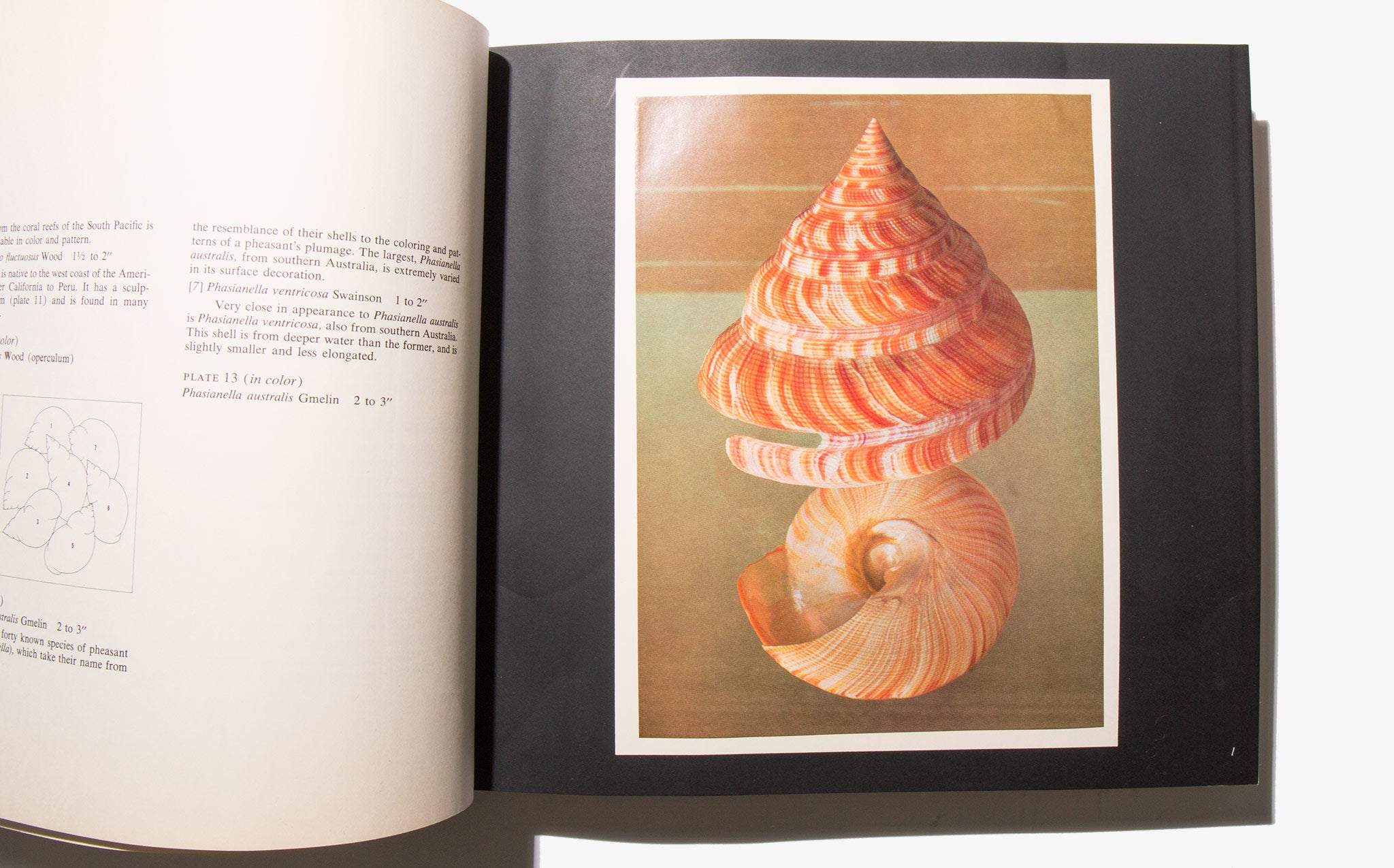 The Shell - Hugh and Marguerite Stix and R. Tucker Abbott | Kindred Black