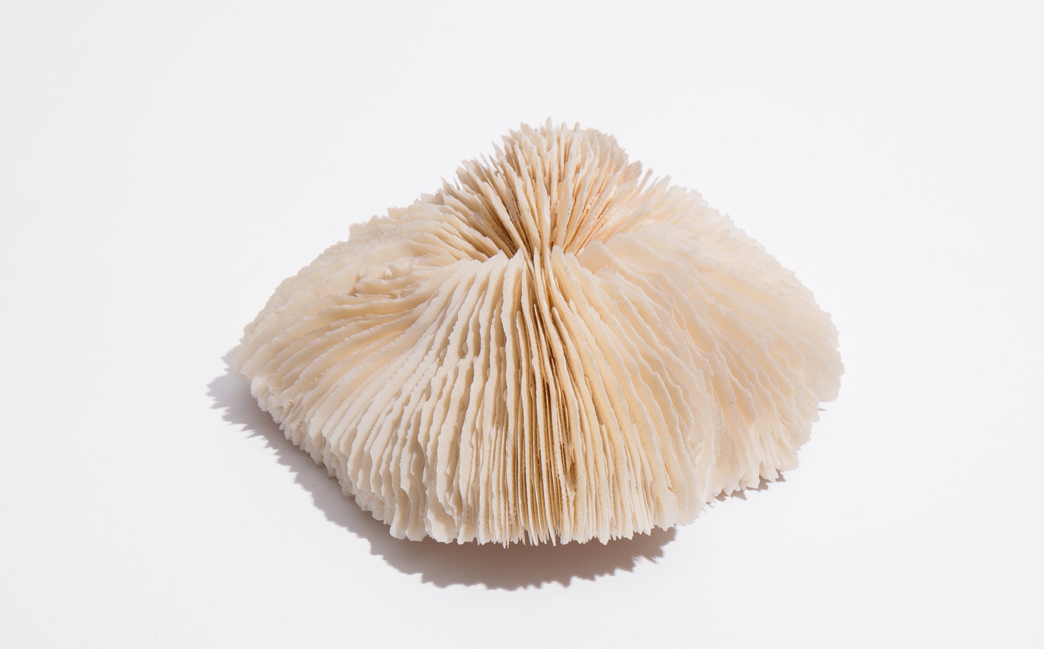 Hard Mushroom Coral