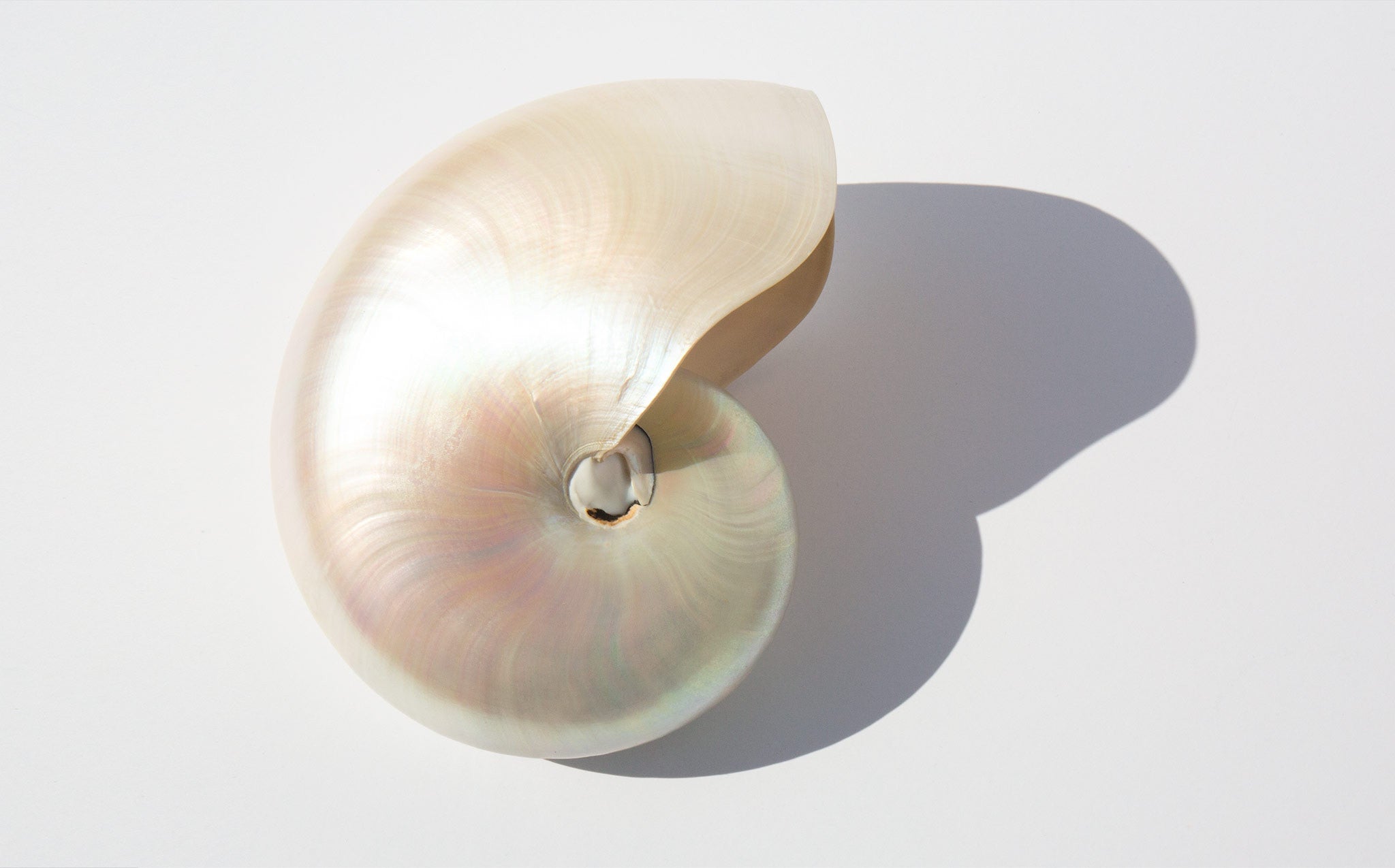 Pearl Nautilus Shell