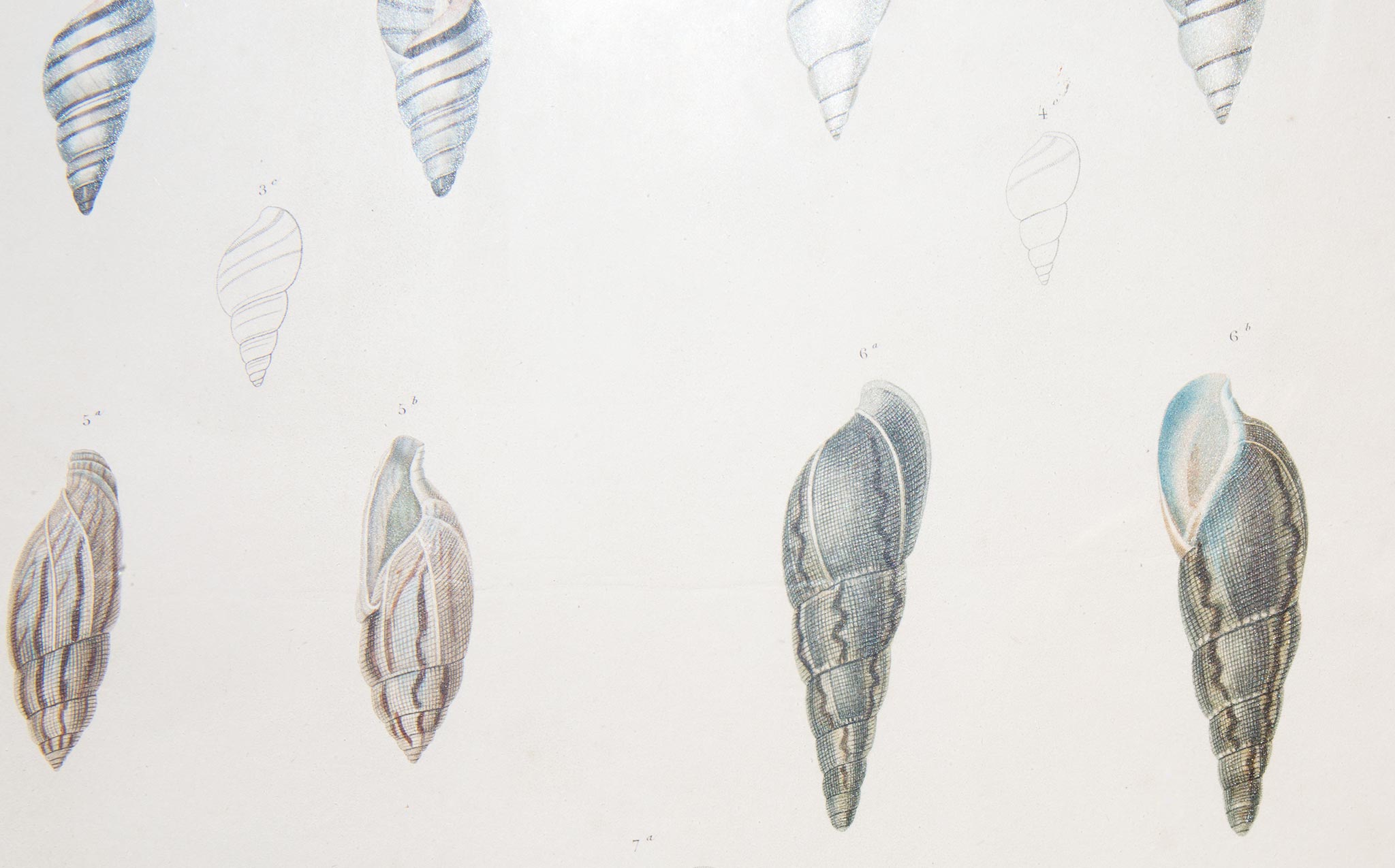 Antique Shell Engraving