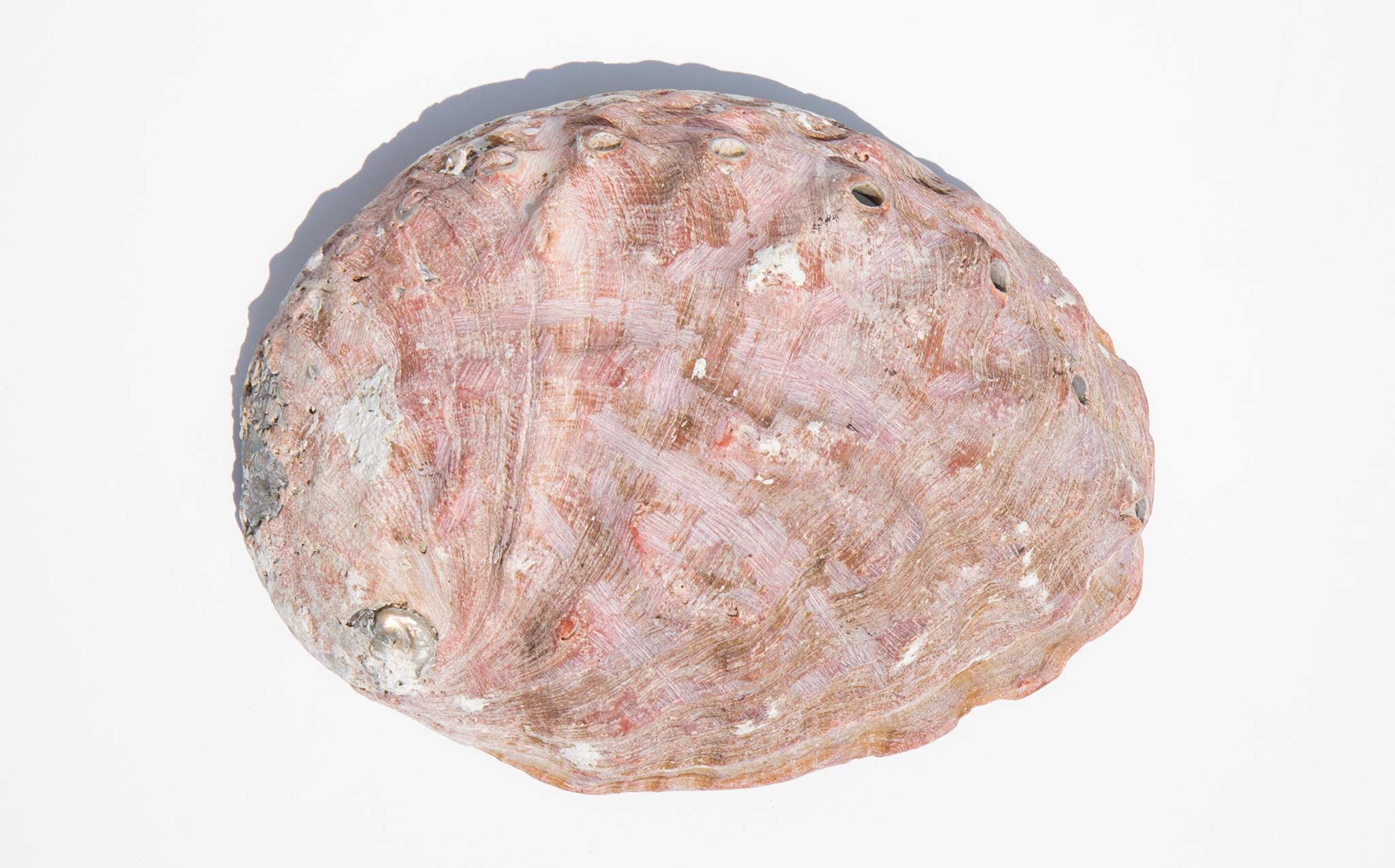 Iridescent Abalone Shell