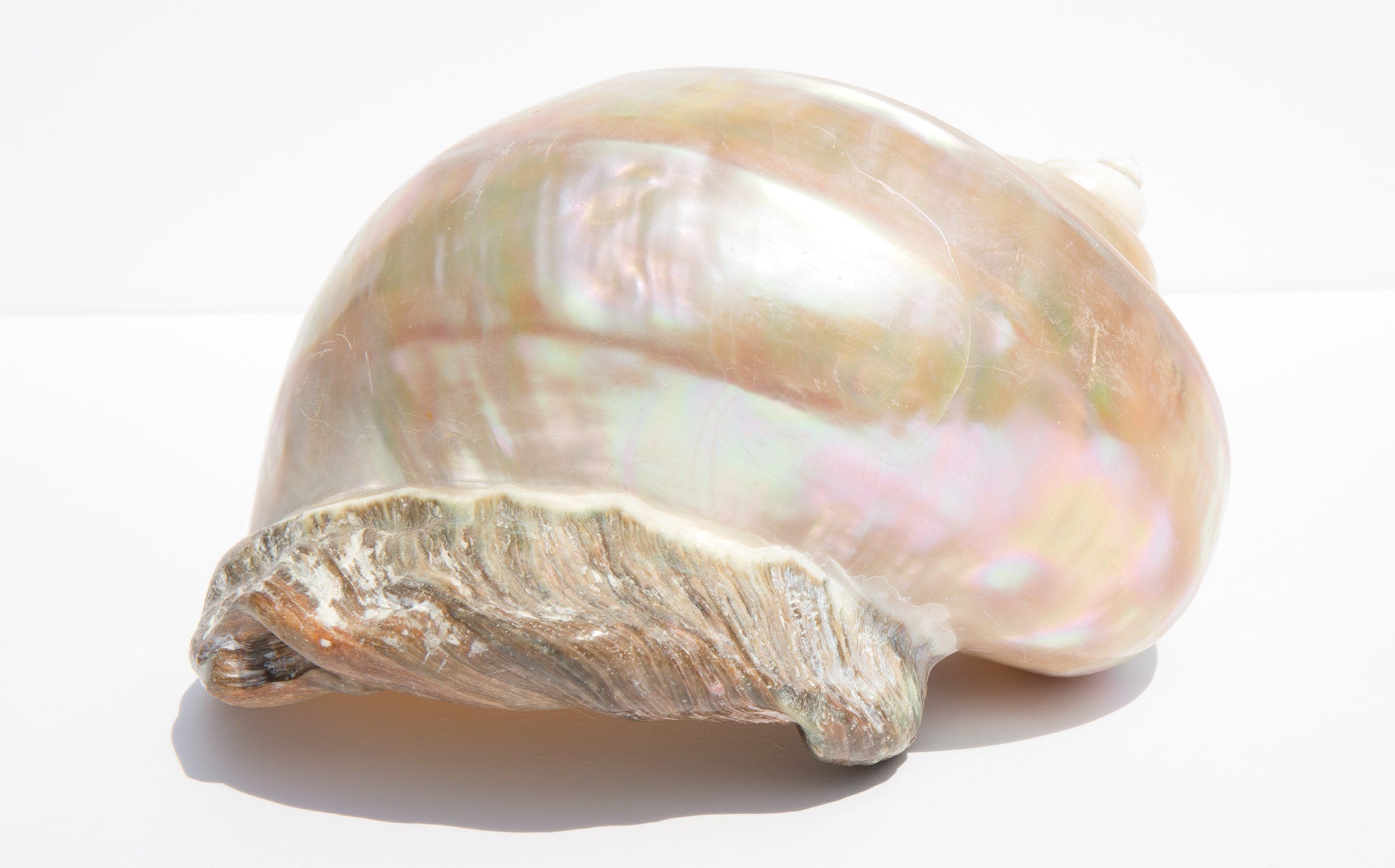 Iridescent Turbo Marmoratus Shell